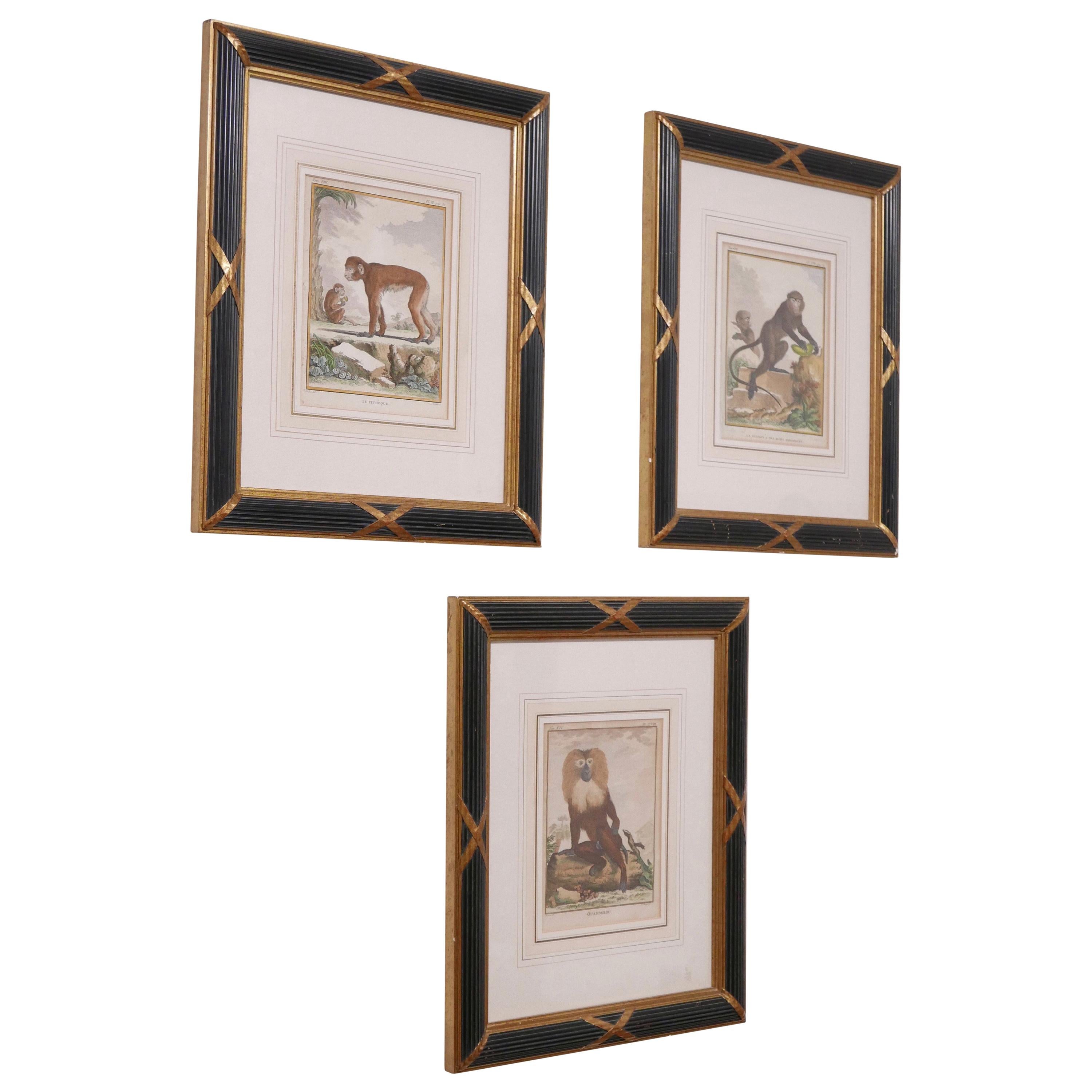 Three Framed Antique Hand Colored Monkey Engravings - Early 19th Century