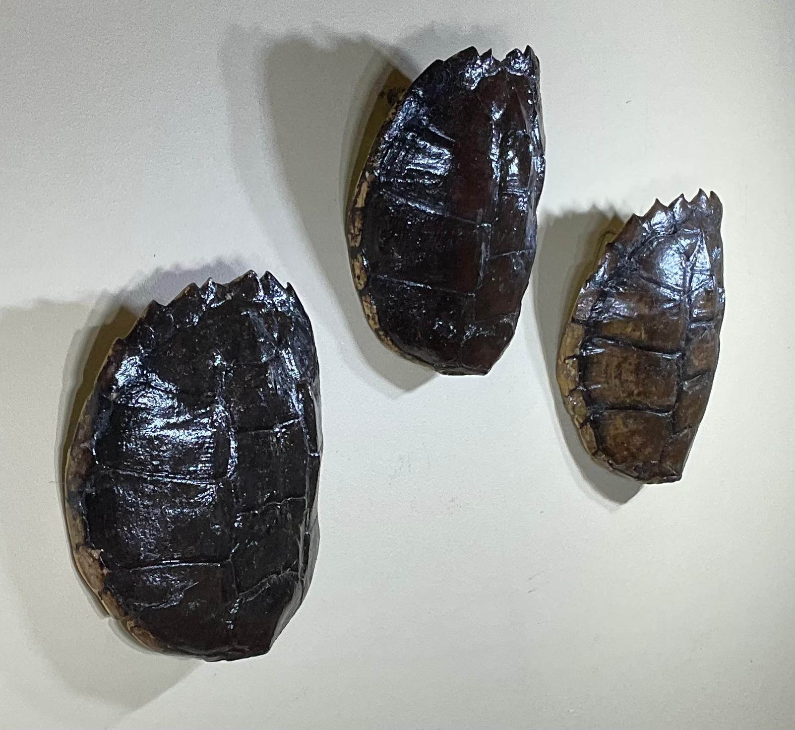 Three Genuine American Fresh Water Snapping Turtle Shells Wall Hanging For Sale 4
