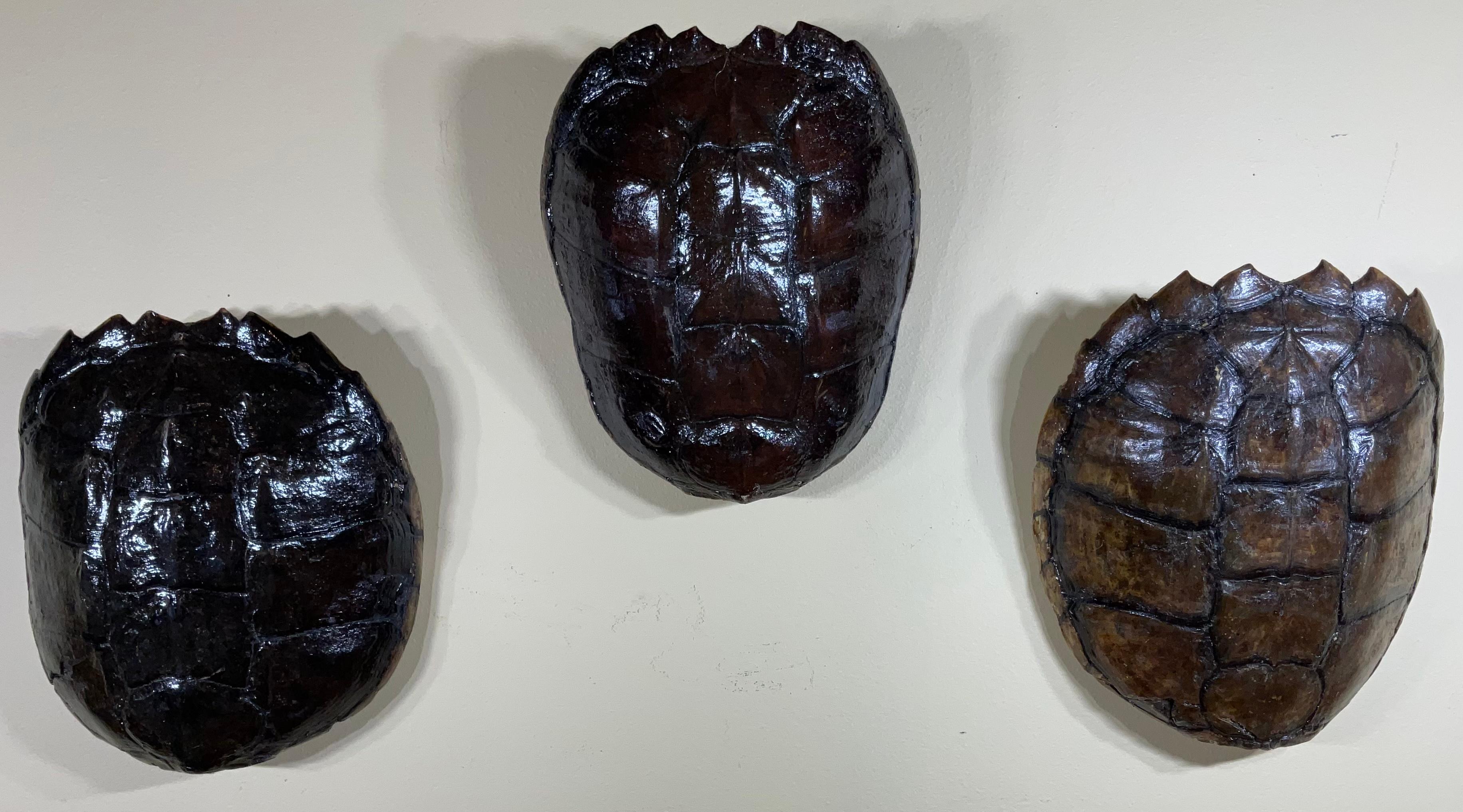 Three Genuine American Fresh Water Snapping Turtle Shells Wall Hanging For Sale 5