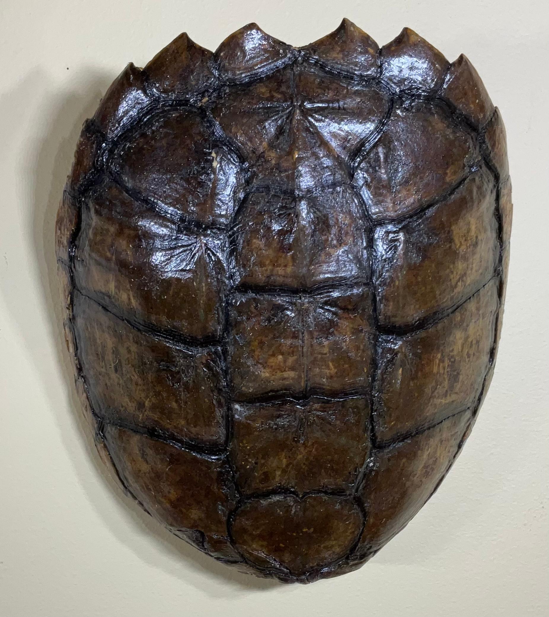 Three Genuine American Fresh Water Snapping Turtle Shells Wall Hanging In Good Condition For Sale In Delray Beach, FL