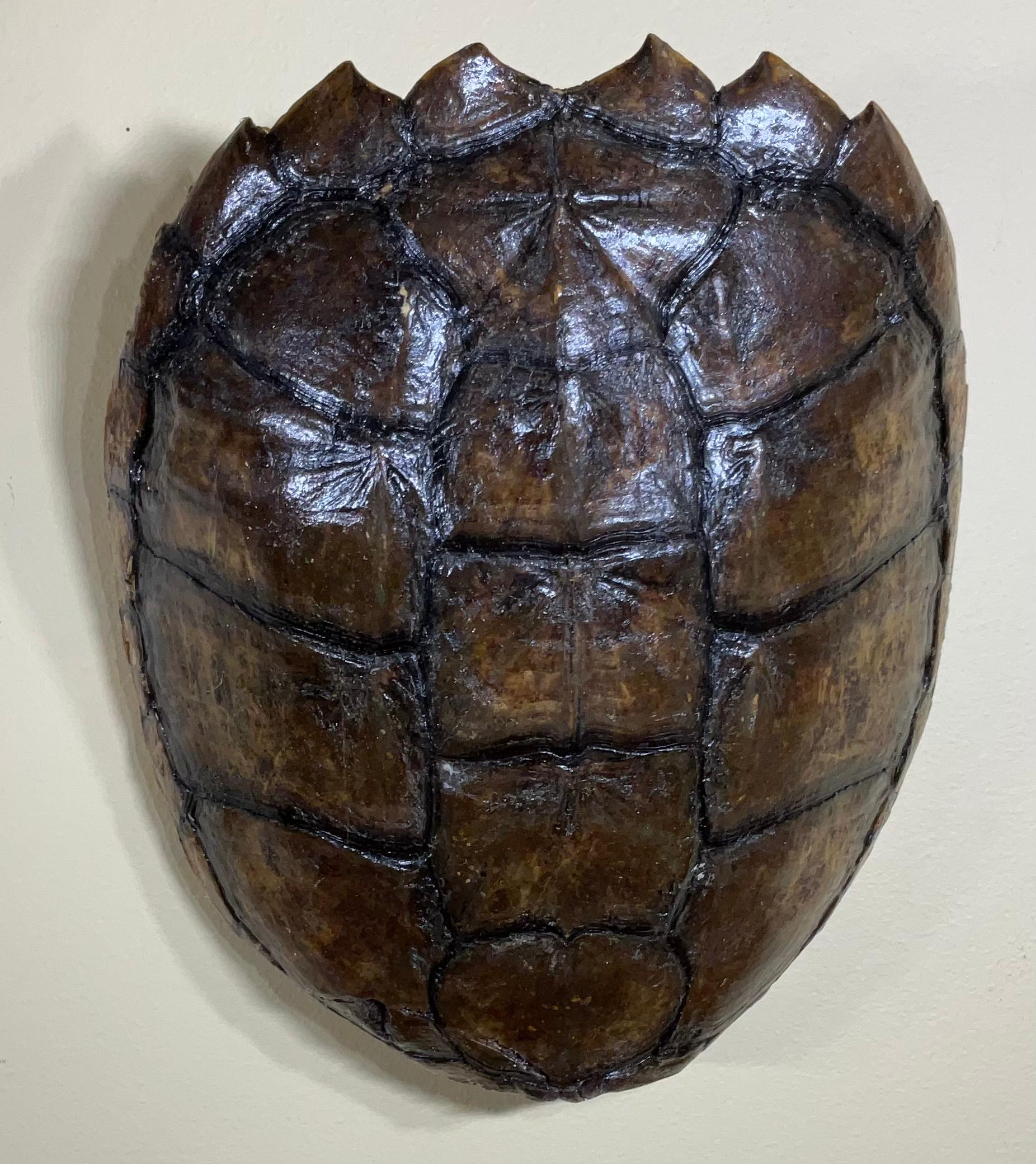 Three Genuine American Fresh Water Snapping Turtle Shells Wall Hanging In Good Condition In Delray Beach, FL