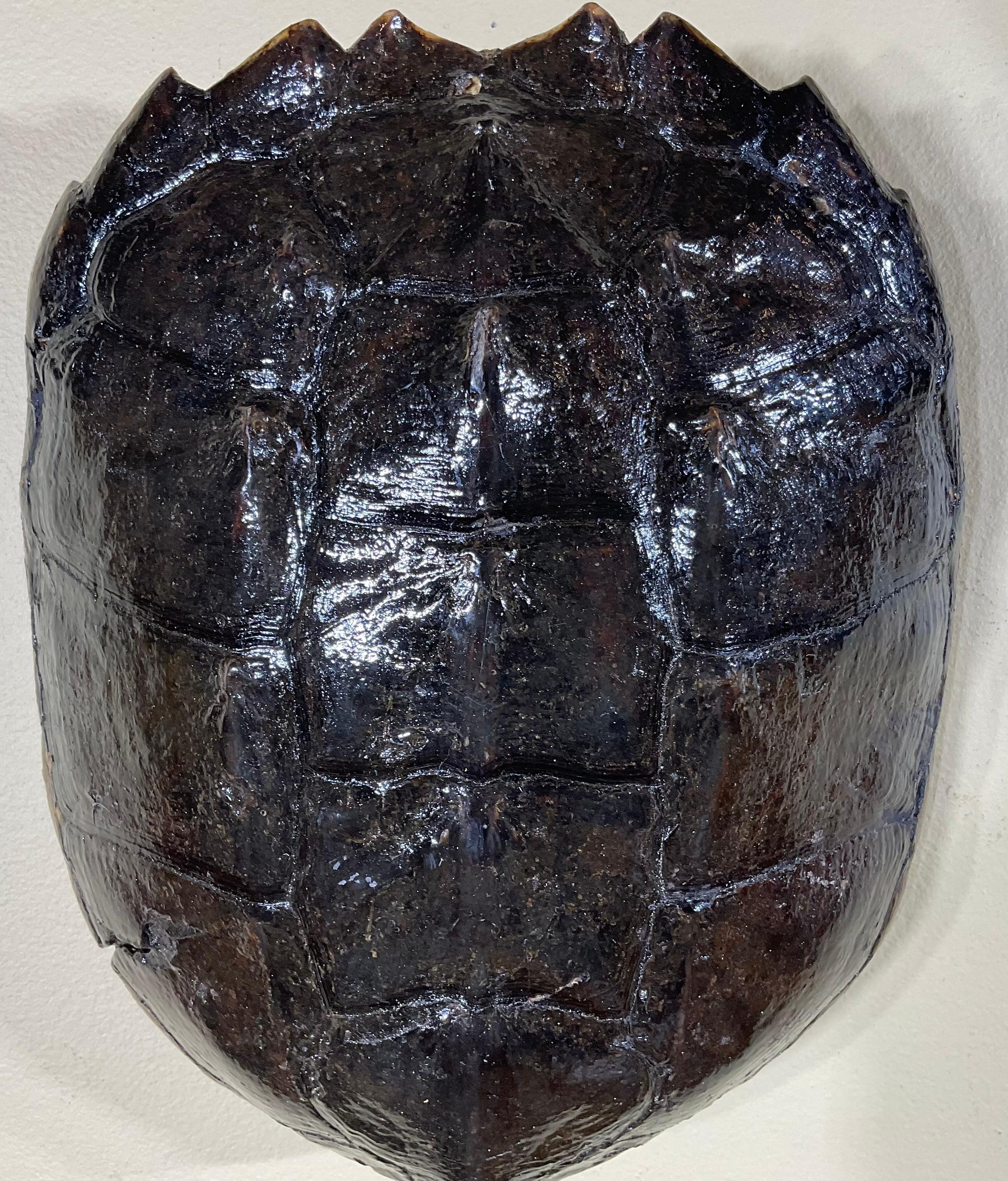 20th Century Three Genuine American Fresh Water Snapping Turtle Shells Wall Hanging For Sale