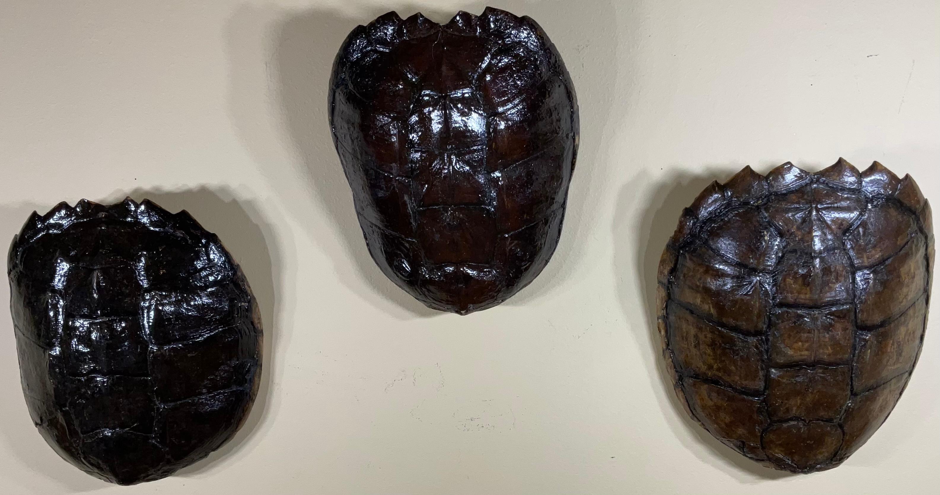 Three Genuine American Fresh Water Snapping Turtle Shells Wall Hanging For Sale 2
