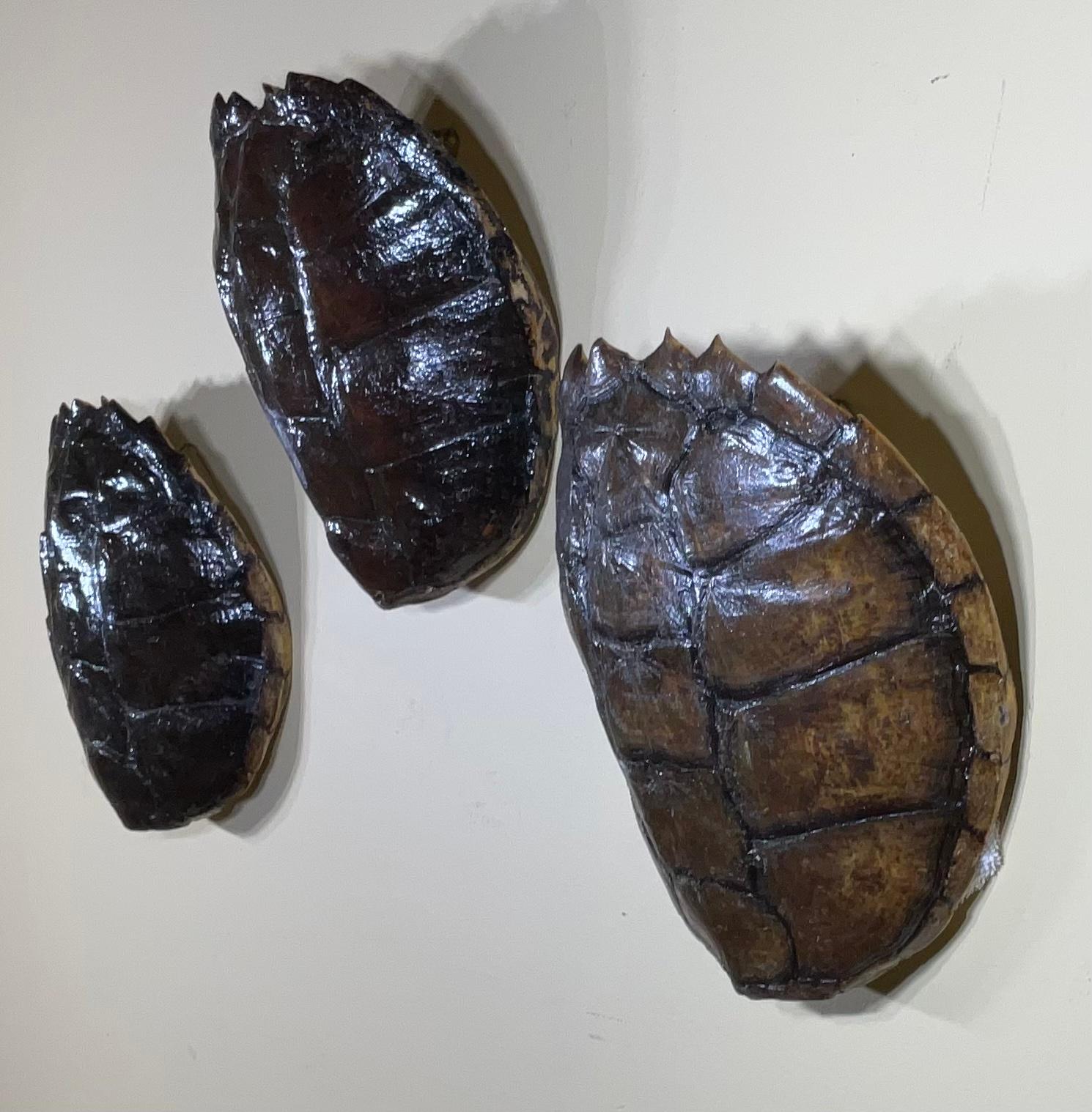 Three Genuine American Fresh Water Snapping Turtle Shells Wall Hanging For Sale 3