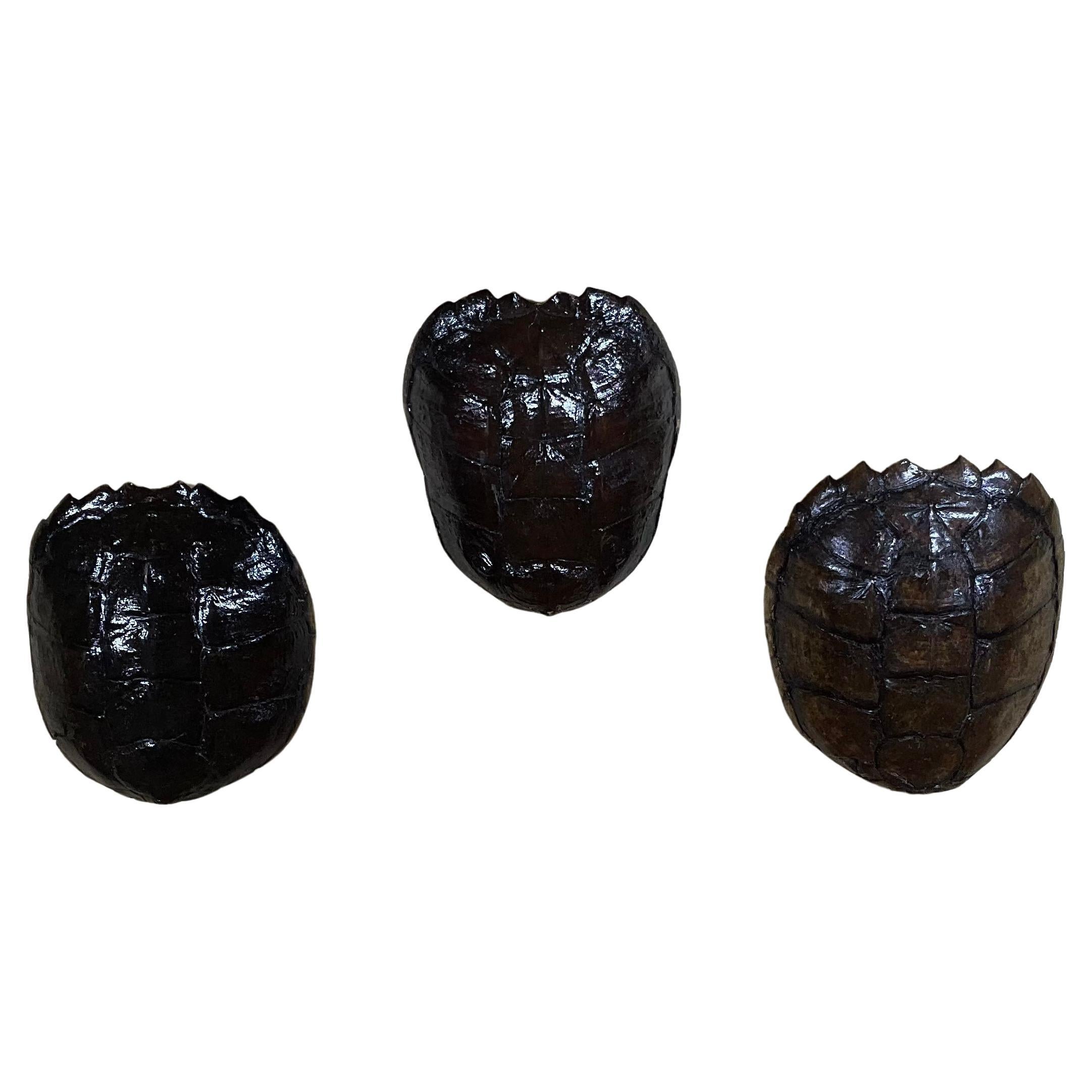 Three Genuine American Fresh Water Snapping Turtle Shells Wall Hanging For Sale