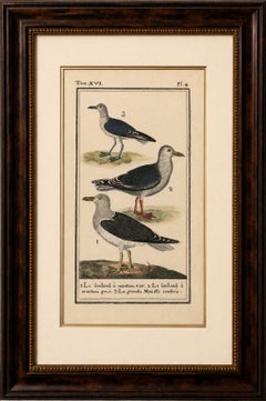 Three Gull Species, Hand-Colored Buffon Bird Engraving, Original 18th Century