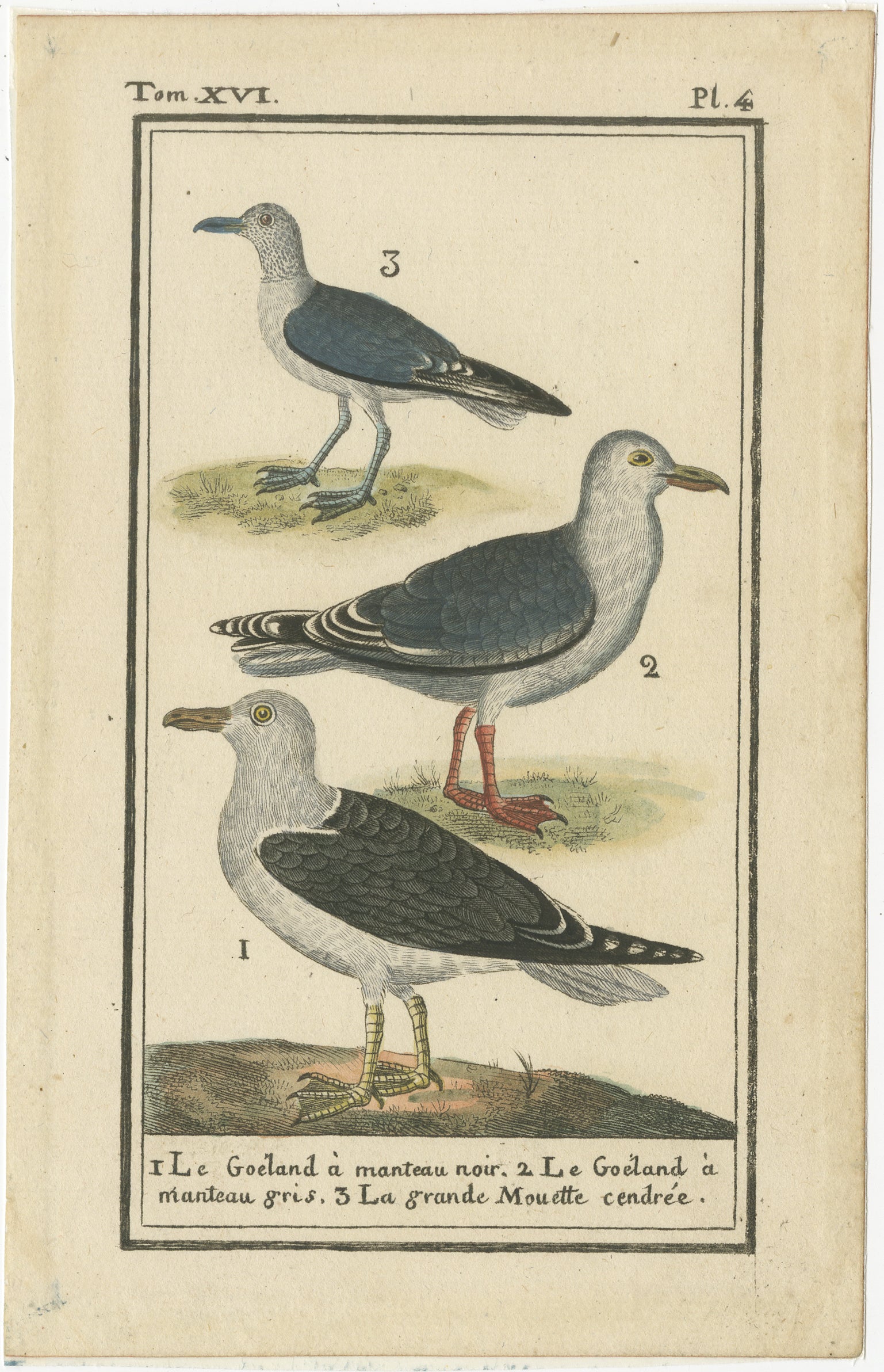 Three Gull Species, Hand-Colored Buffon Bird Engraving, Original 18th Century