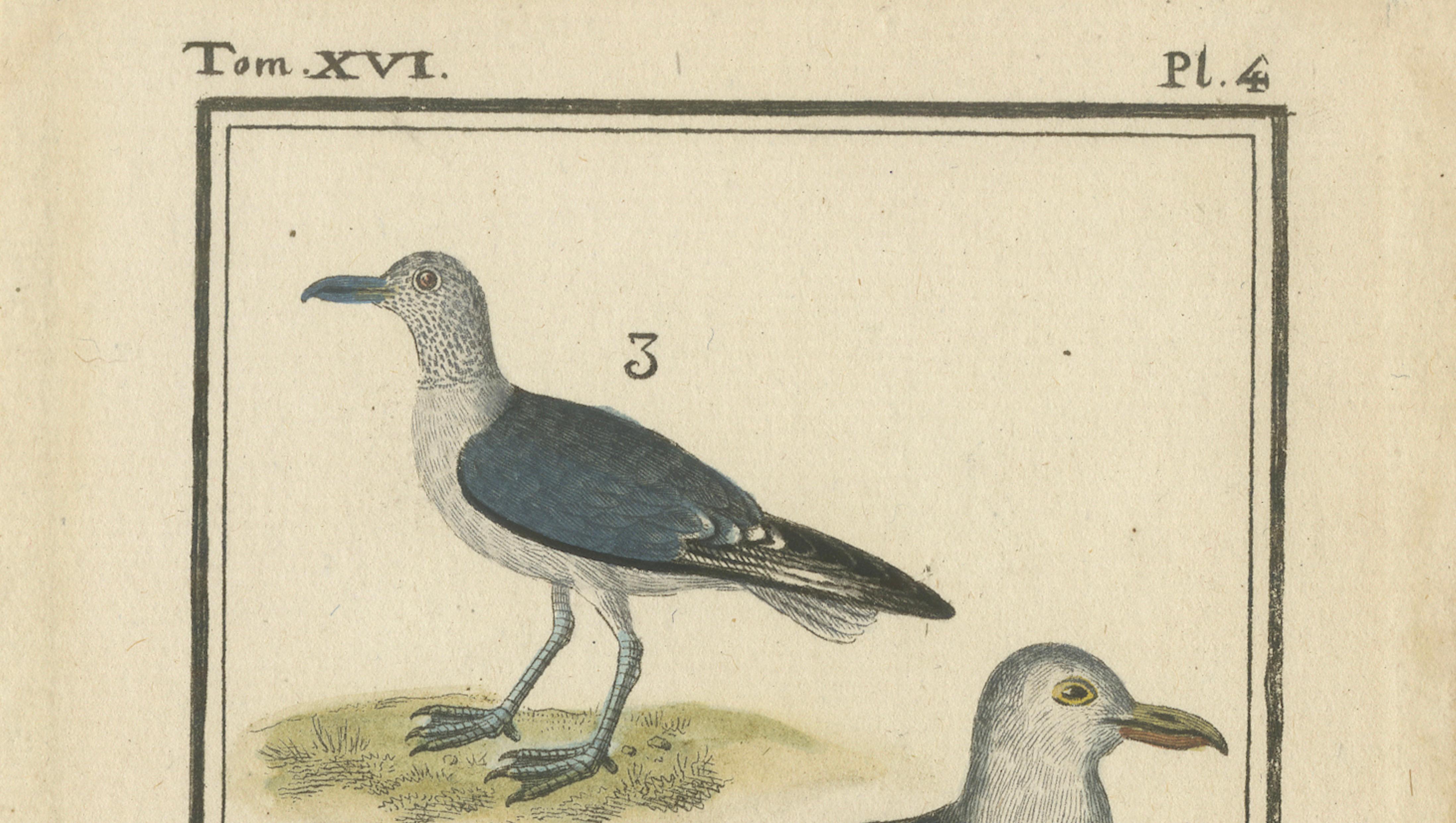 Three Gull Species, Hand-Colored Buffon Bird Engraving, Original 18th Century