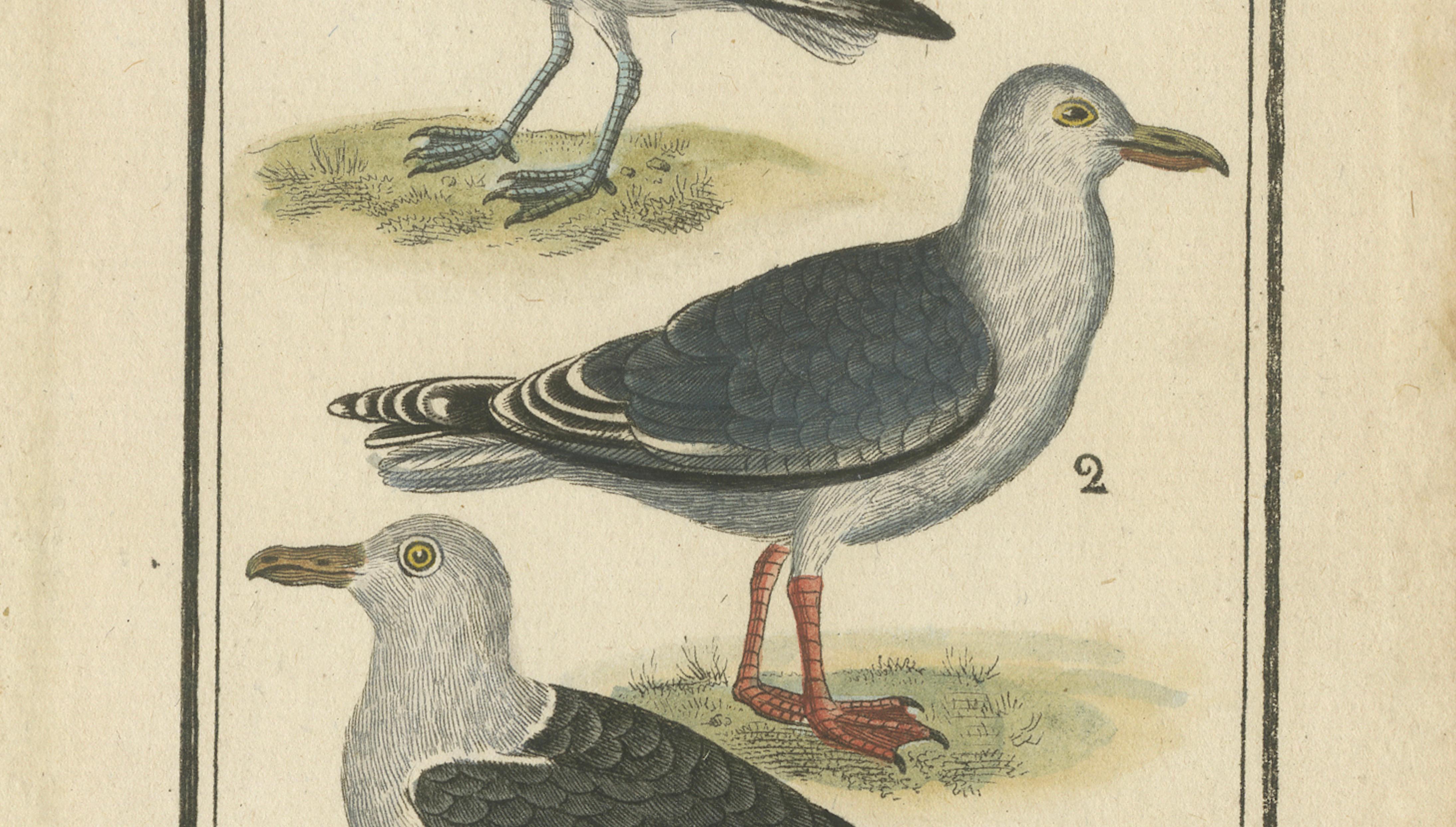 Three Gull Species, Hand-Colored Buffon Bird Engraving, Original 18th Century