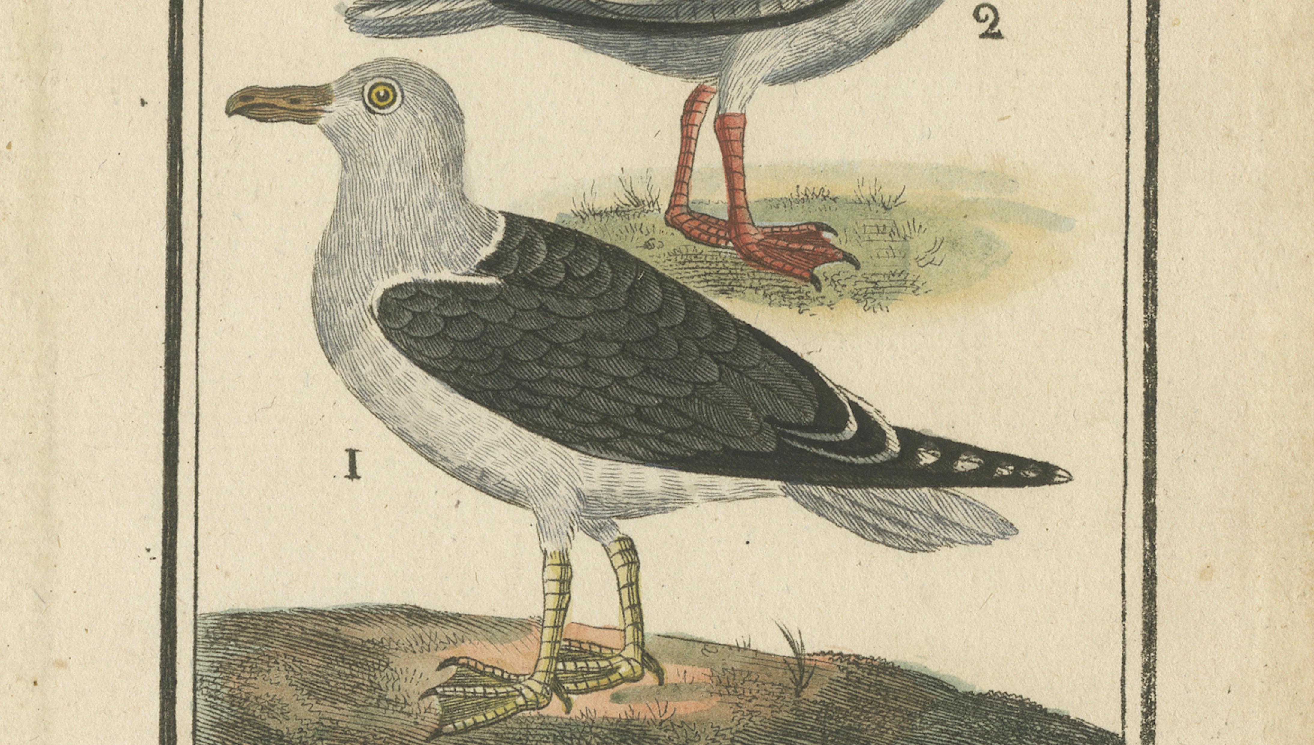 Three Gull Species, Hand-Colored Buffon Bird Engraving, Original 18th Century