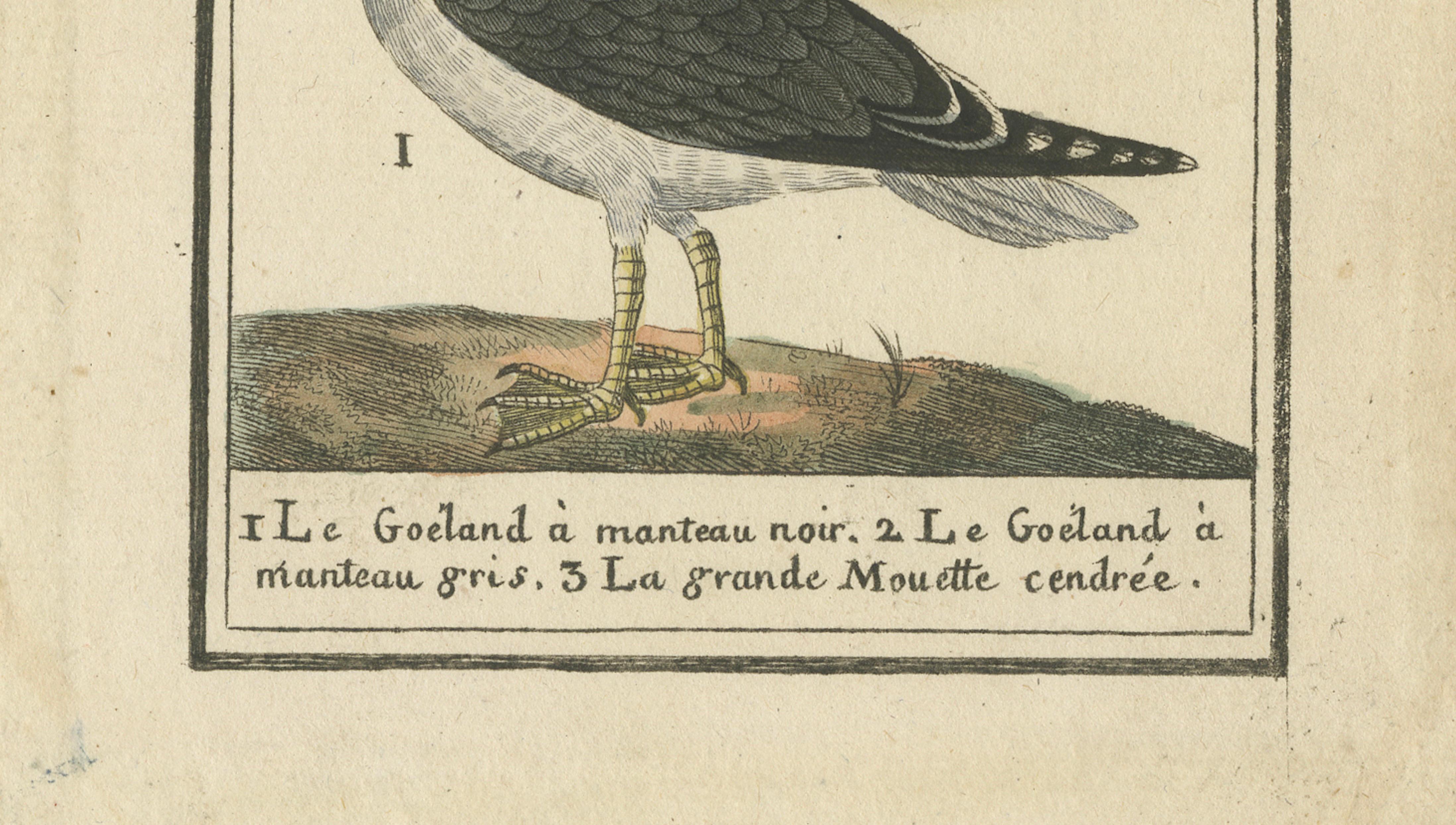 Three Gull Species, Hand-Colored Buffon Bird Engraving, Original 18th Century