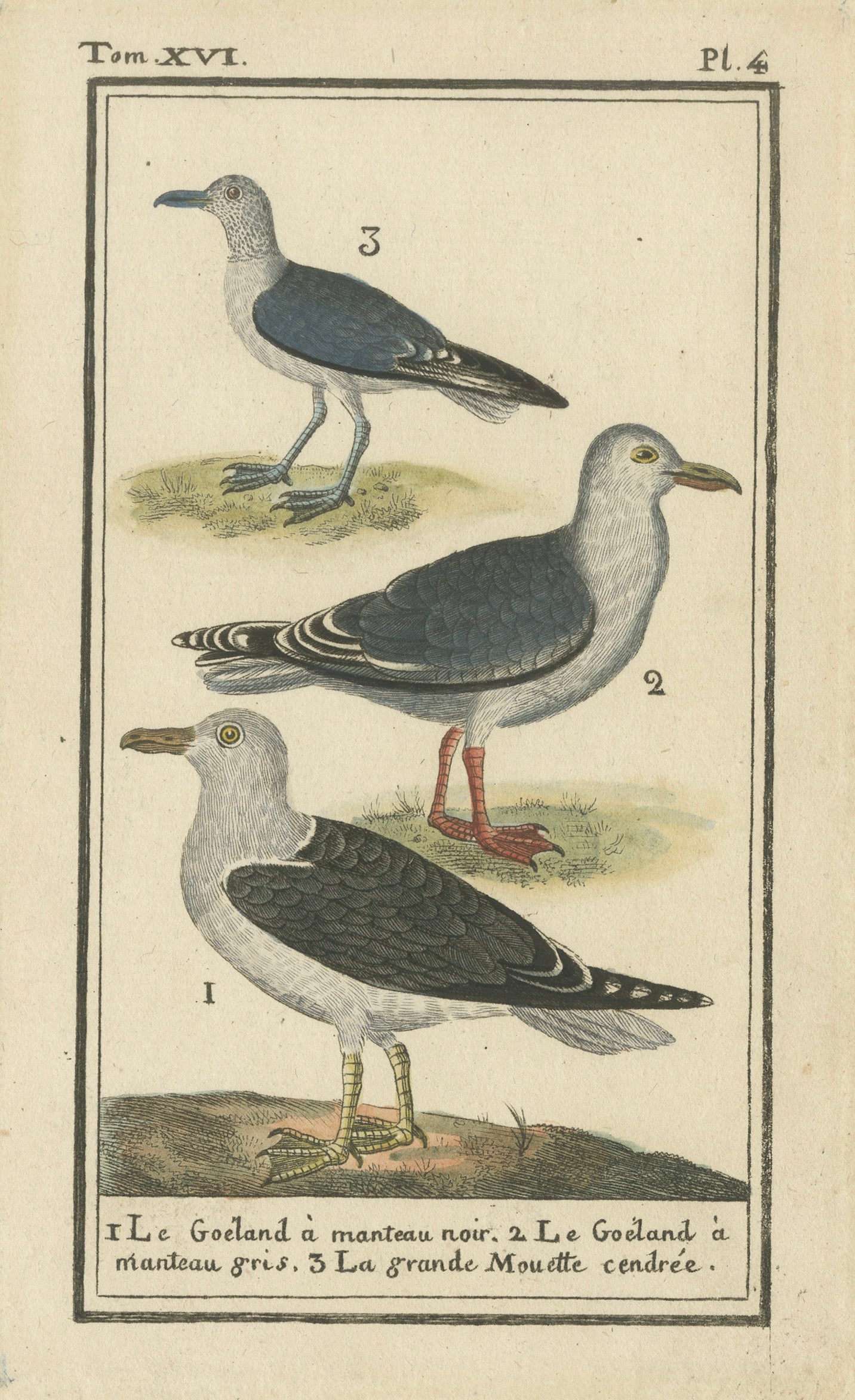 Three Gull Species, Hand-Colored Buffon Bird Engraving, Original 18th Century