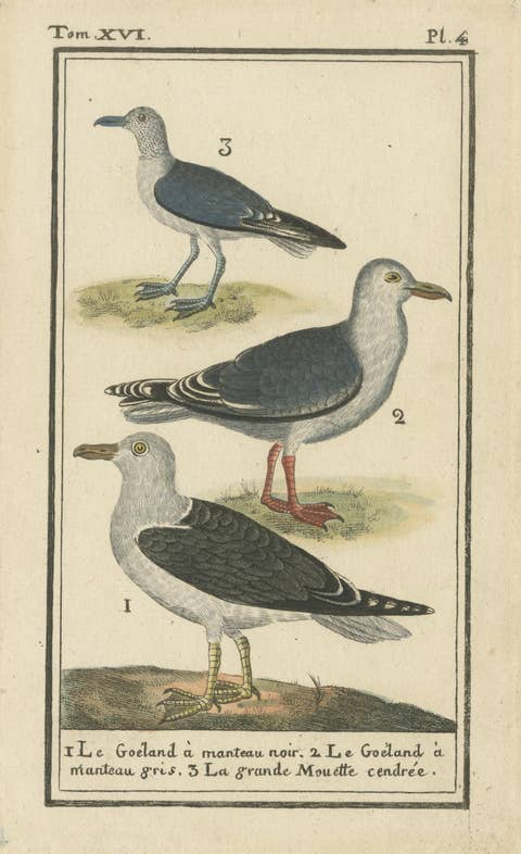 Three Gull Species, Hand-Colored Buffon Bird Engraving, Original 18th Century