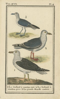 Three Gull Species, Hand-Colored Buffon Bird Engraving, Original 18th Century