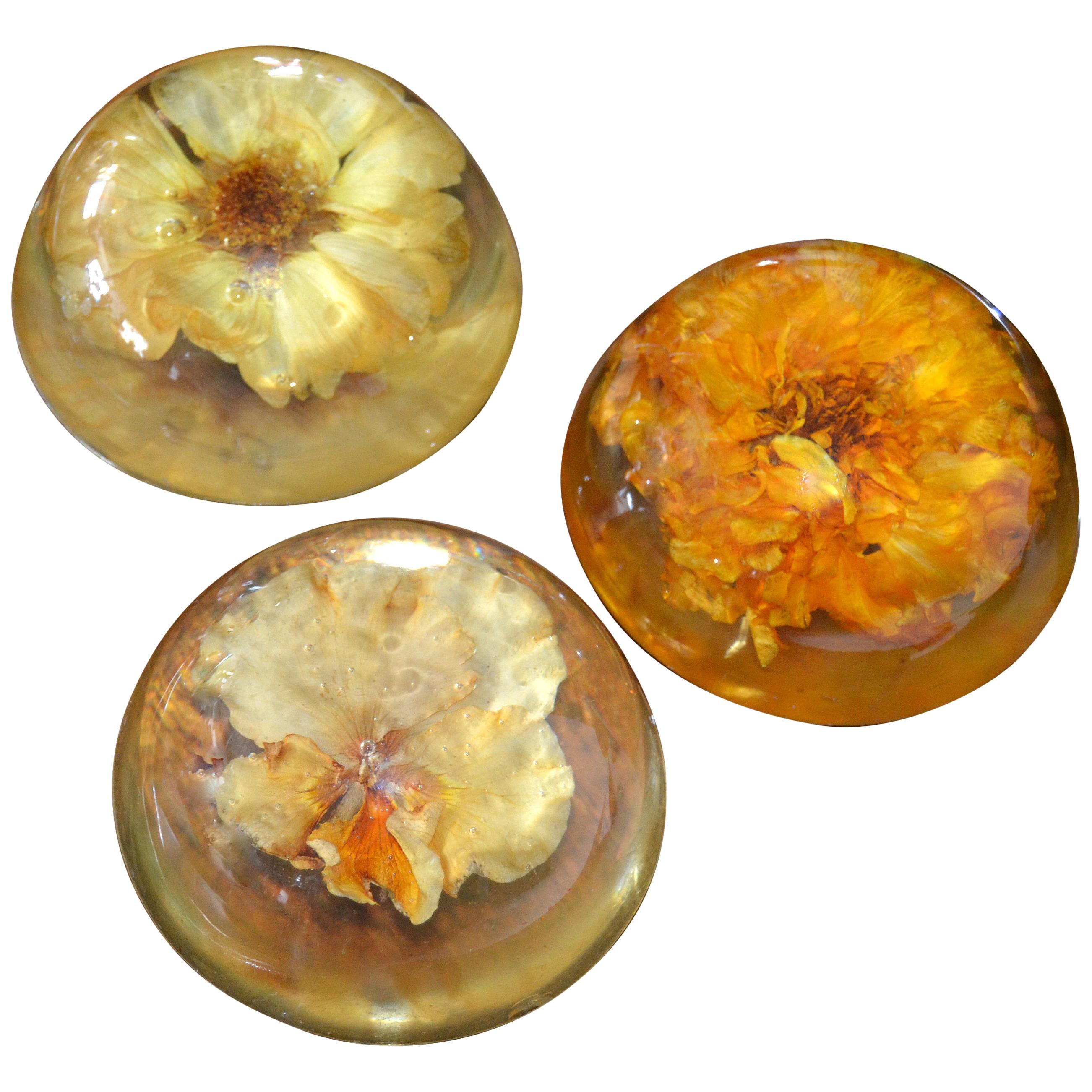 Three Mid-Century Modern Resin Pressed Yellow & Orange Dried Blooms Paperweights For Sale