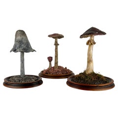 Trio of botanical mushrooms models