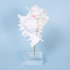 Three Organic Seashell Specimens on Lucite by FS Henemader