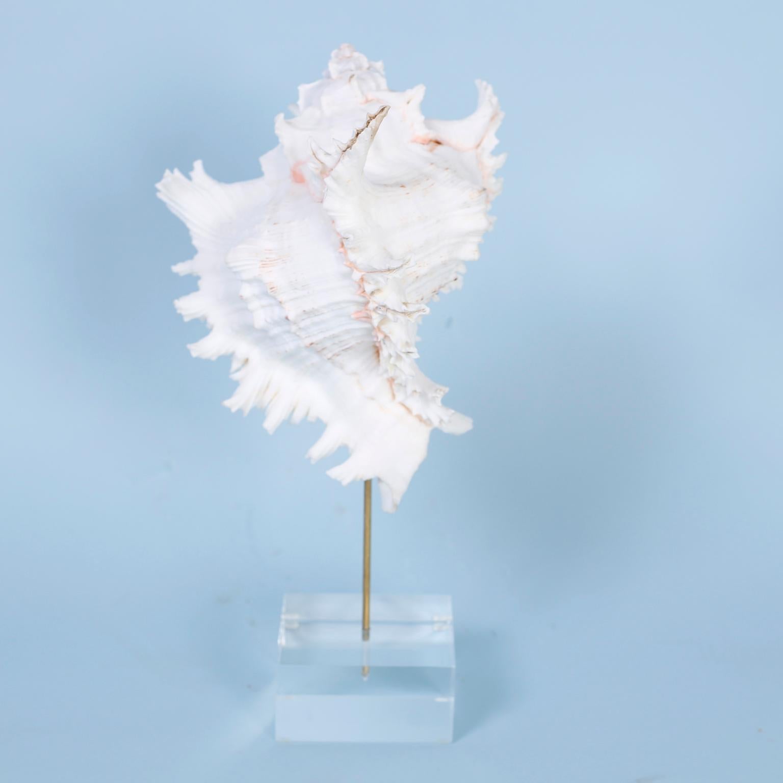 Three Organic Seashell Specimens on Lucite by FS Henemader In Good Condition In Palm Beach, FL