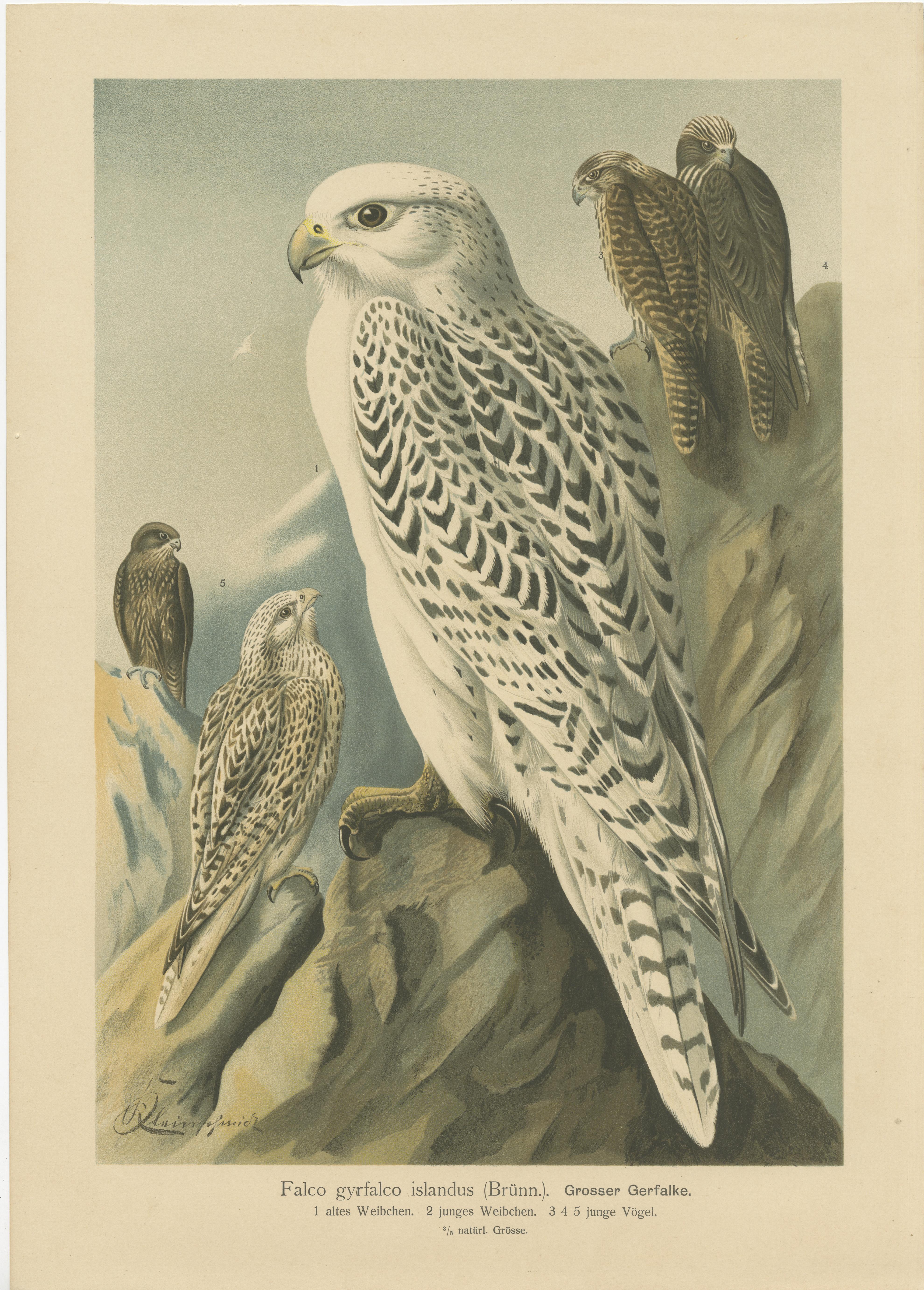 The birds featured in the collage are all falcons, specifically:

1. The first print depicts the Gyrfalcon (Falco rusticolus), showcasing various life stages or morphs of the species.

2. The second print continues with the Gyrfalcon theme,