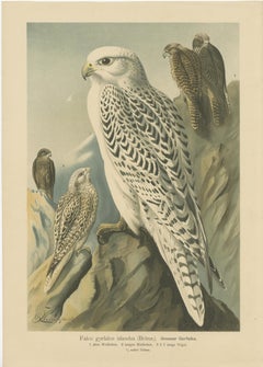 Three Original Vintage Chromolithographs of Falcons by J.F. Naumann, 1901