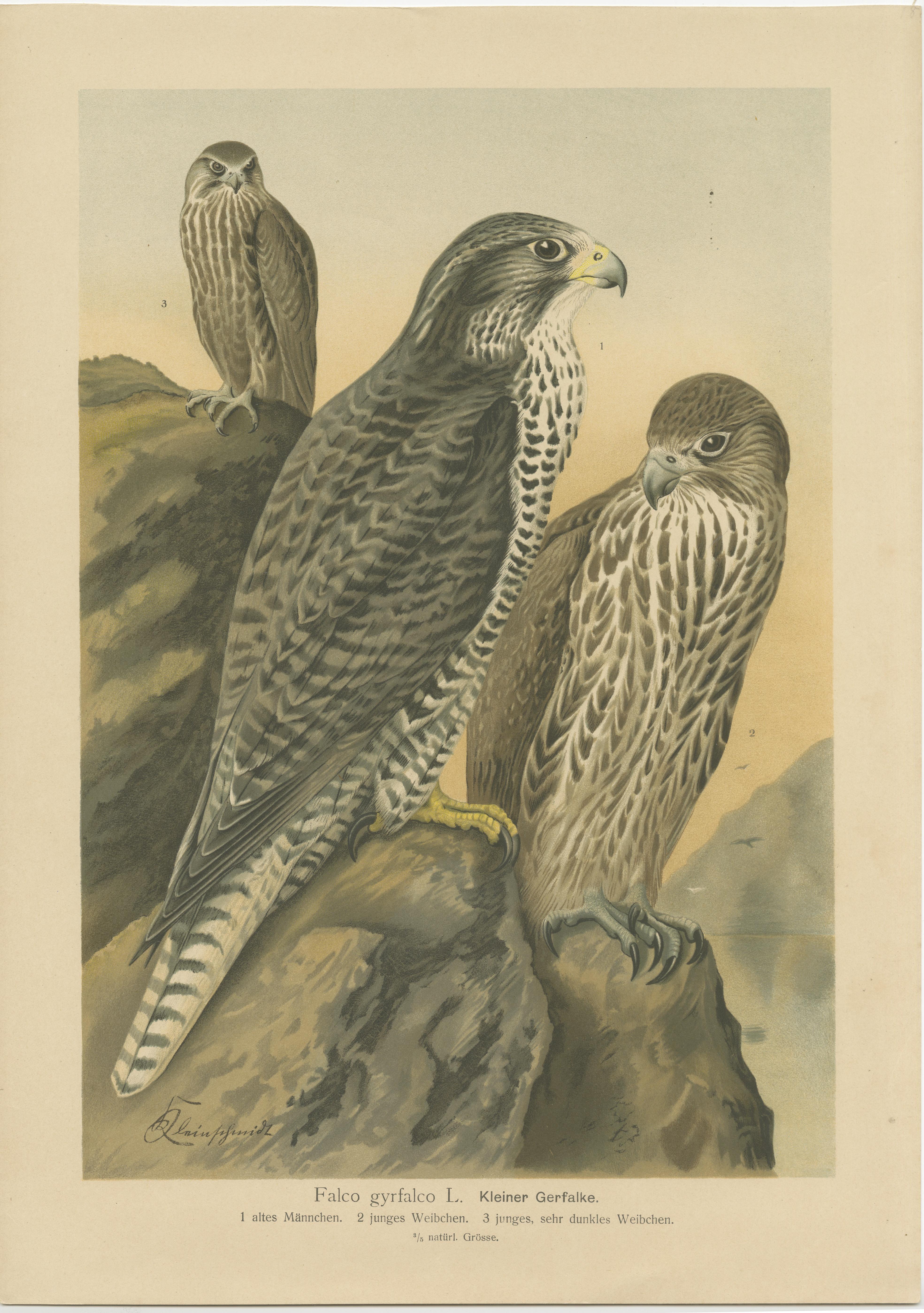 Three Original Vintage Chromolithographs of Falcons by J.F. Naumann, 1901 In Good Condition For Sale In Langweer, NL