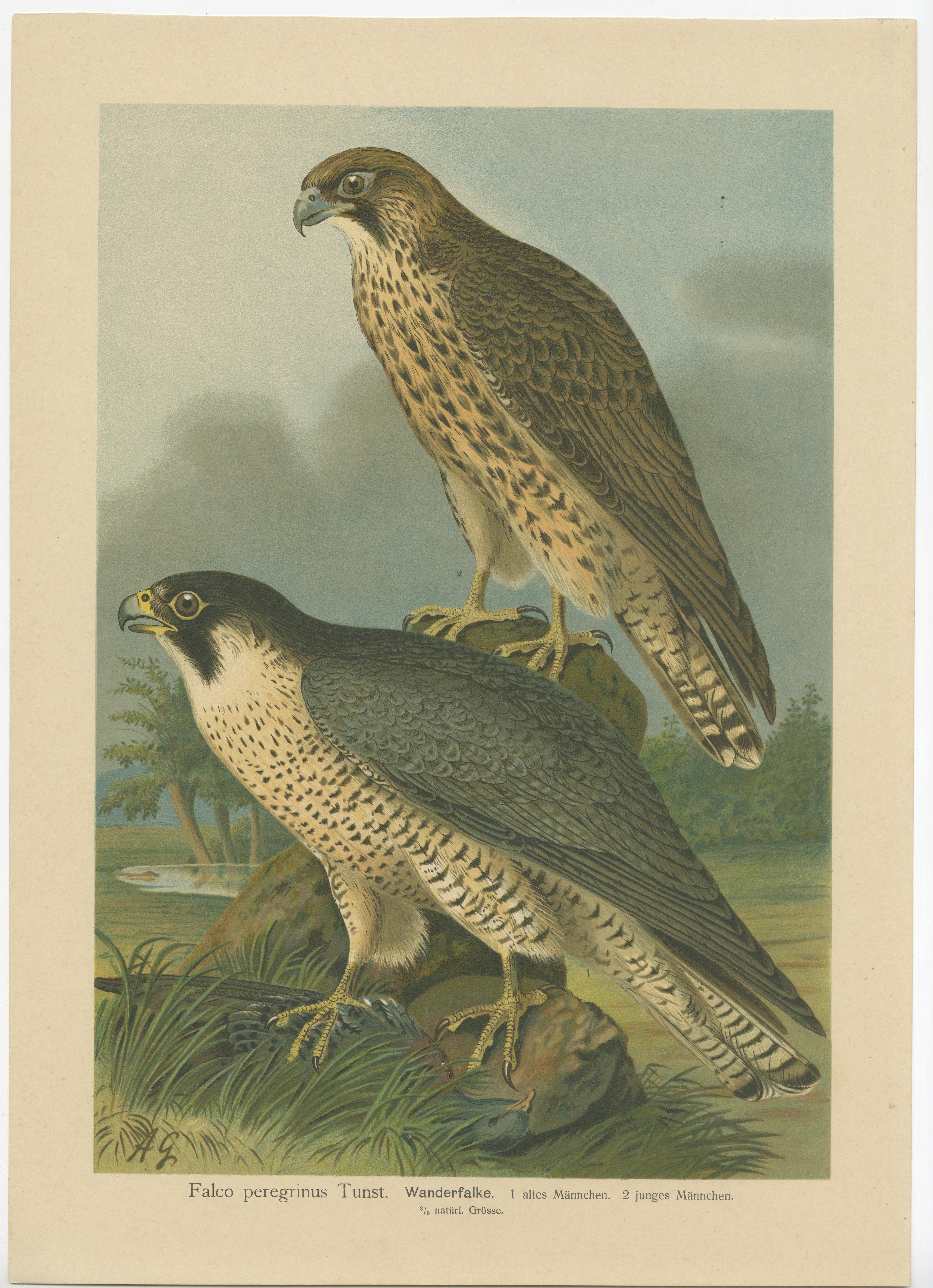 Early 20th Century Three Original Vintage Chromolithographs of Falcons by J.F. Naumann, 1901 For Sale