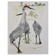 Three Sand Hill Cranes, Colored Pencil Drawing, Matted & Framed