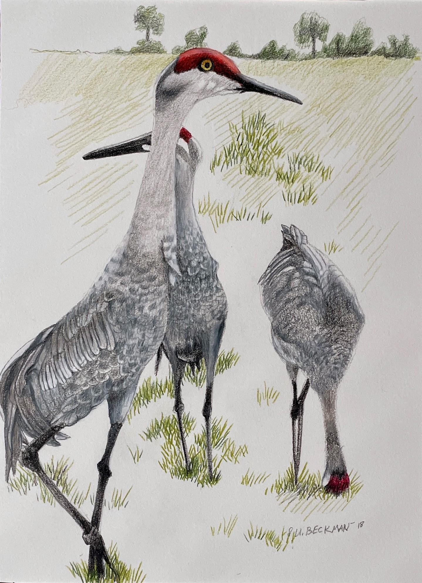 Modern Three Sand Hill Cranes, Colored Pencil Drawing, Matted & Framed For Sale