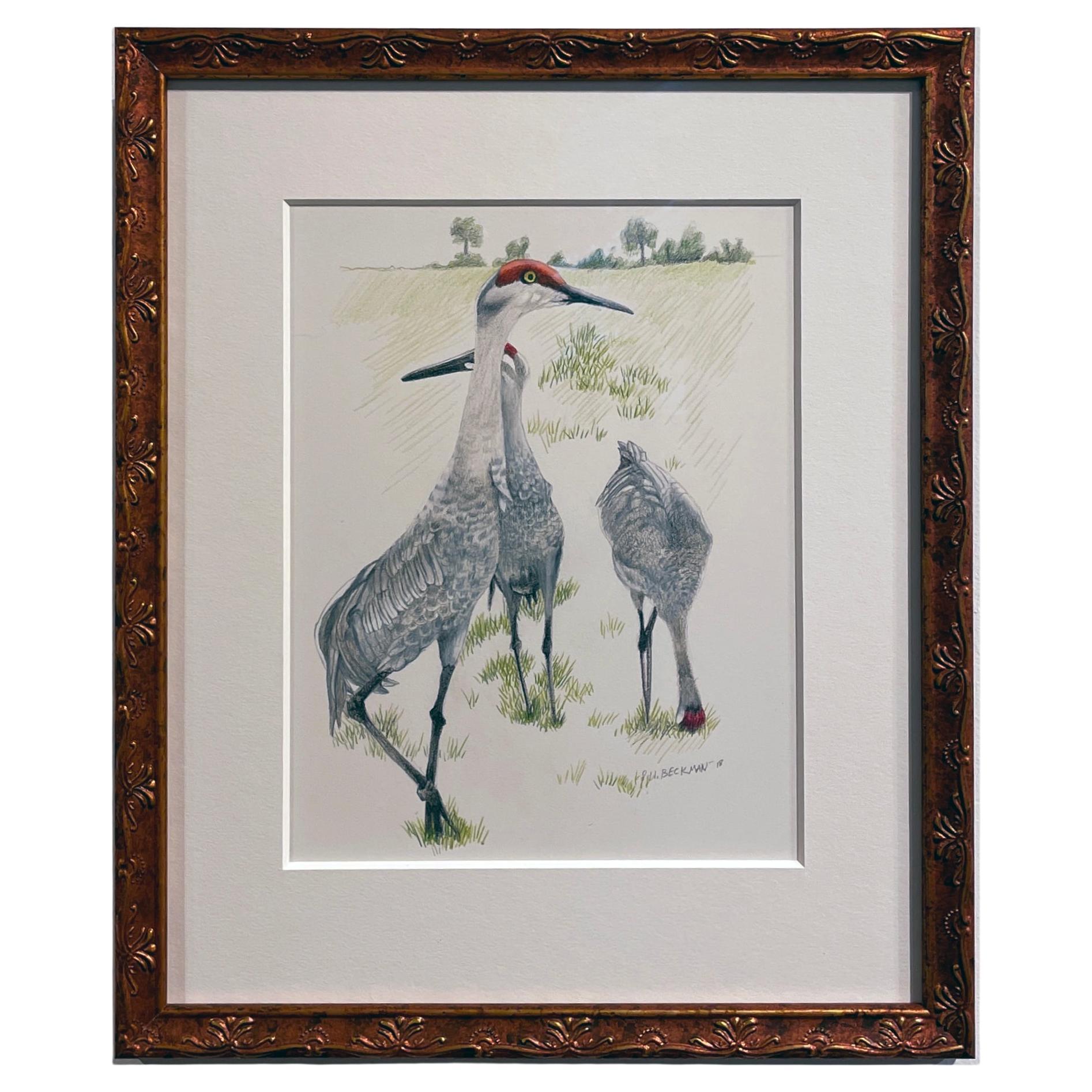 Three Sand Hill Cranes, Colored Pencil Drawing, Matted & Framed