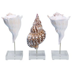 Three Seashell Specimens Mounted on Lucite, Priced Individually