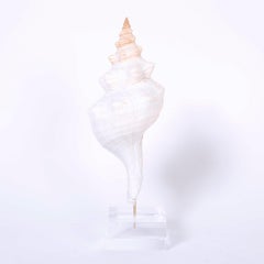 Three Seashell Specimens on Lucite