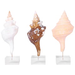 Three Seashell Specimens on Lucite