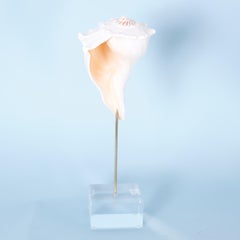 Tre conchiglie su supporti di lucite, prezzo individuale