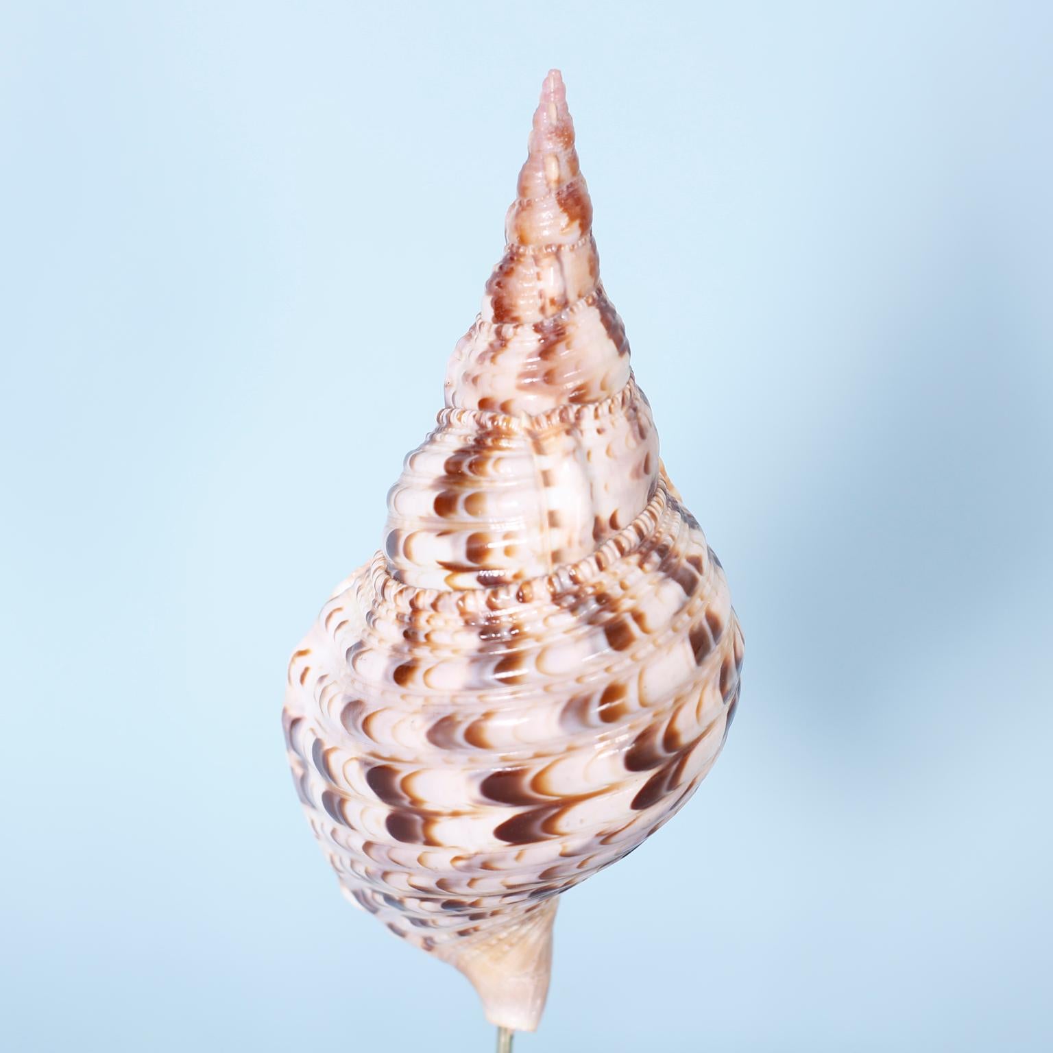 Organic Modern Three Seashells on Lucite Stands, Priced Individually