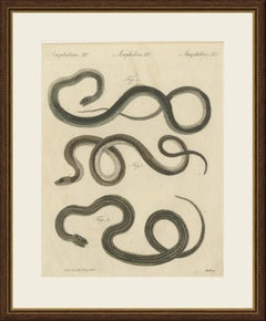 Three Slender Snakes, Antique Bertuch Print, Vienna, circa 1805