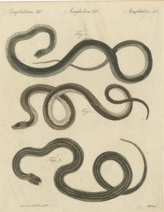 Three Slender Snakes, Antique Bertuch Print, Vienna, circa 1805