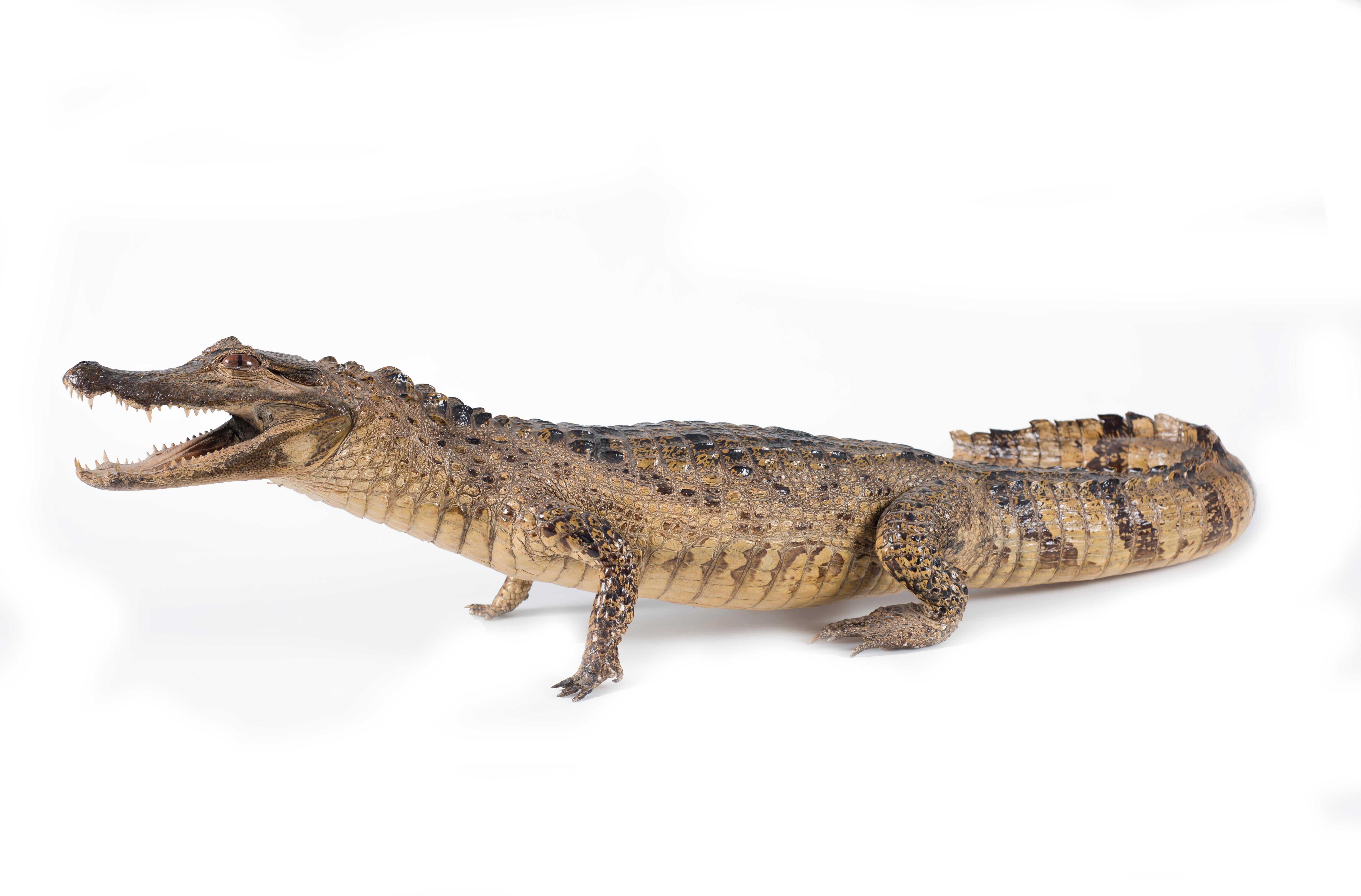 Group of 3 impressive vintage embalmed crocodiles, measures: length cm 95, 100 and 110, first half of the 20th Century.
Excellent conditions except a small part missing on the tail of one of the crocodiles.

This object is shipped from Italy.