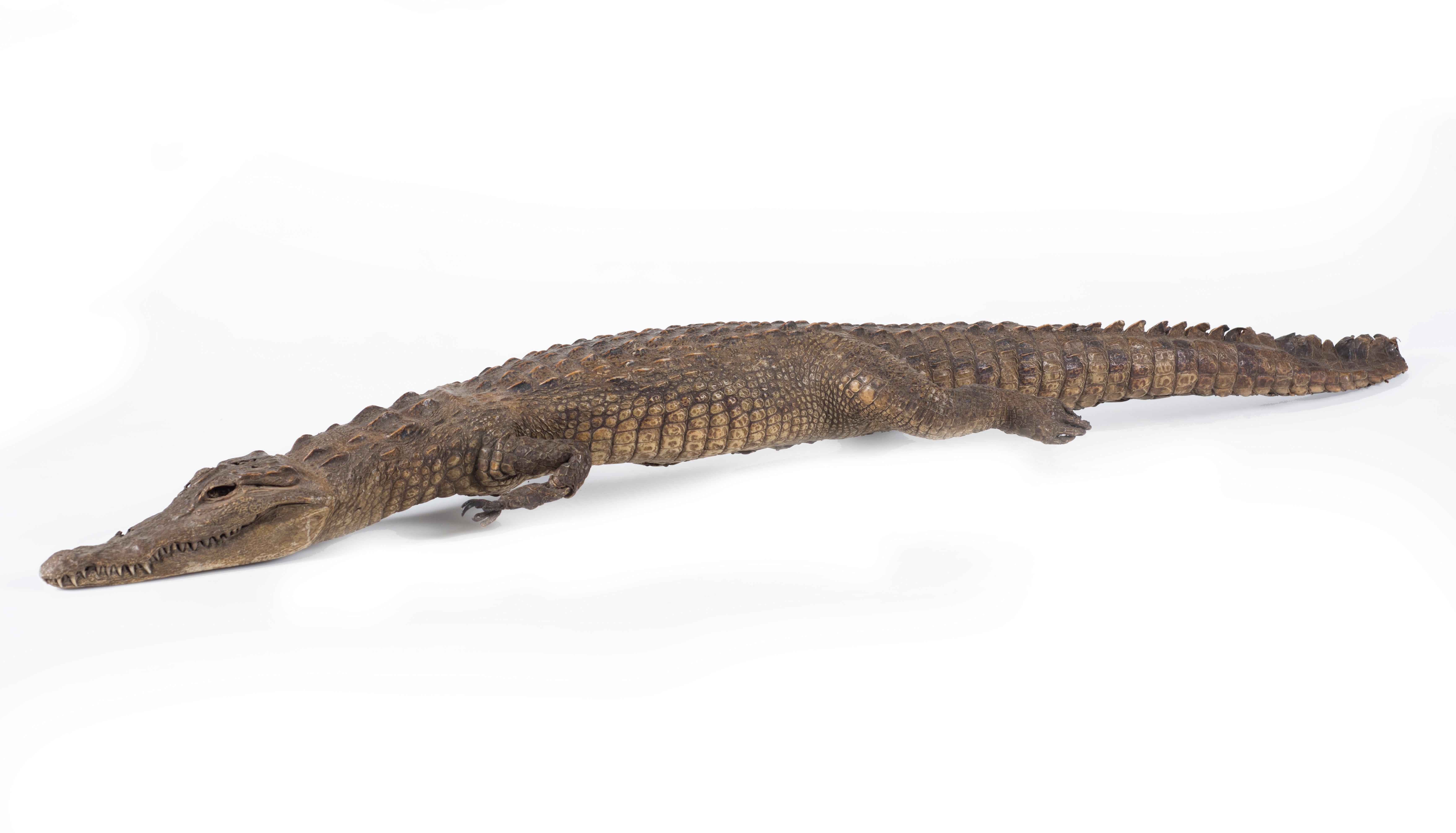 African Three Vintage Embalmed Crocodiles, First Half of the 20th Century For Sale