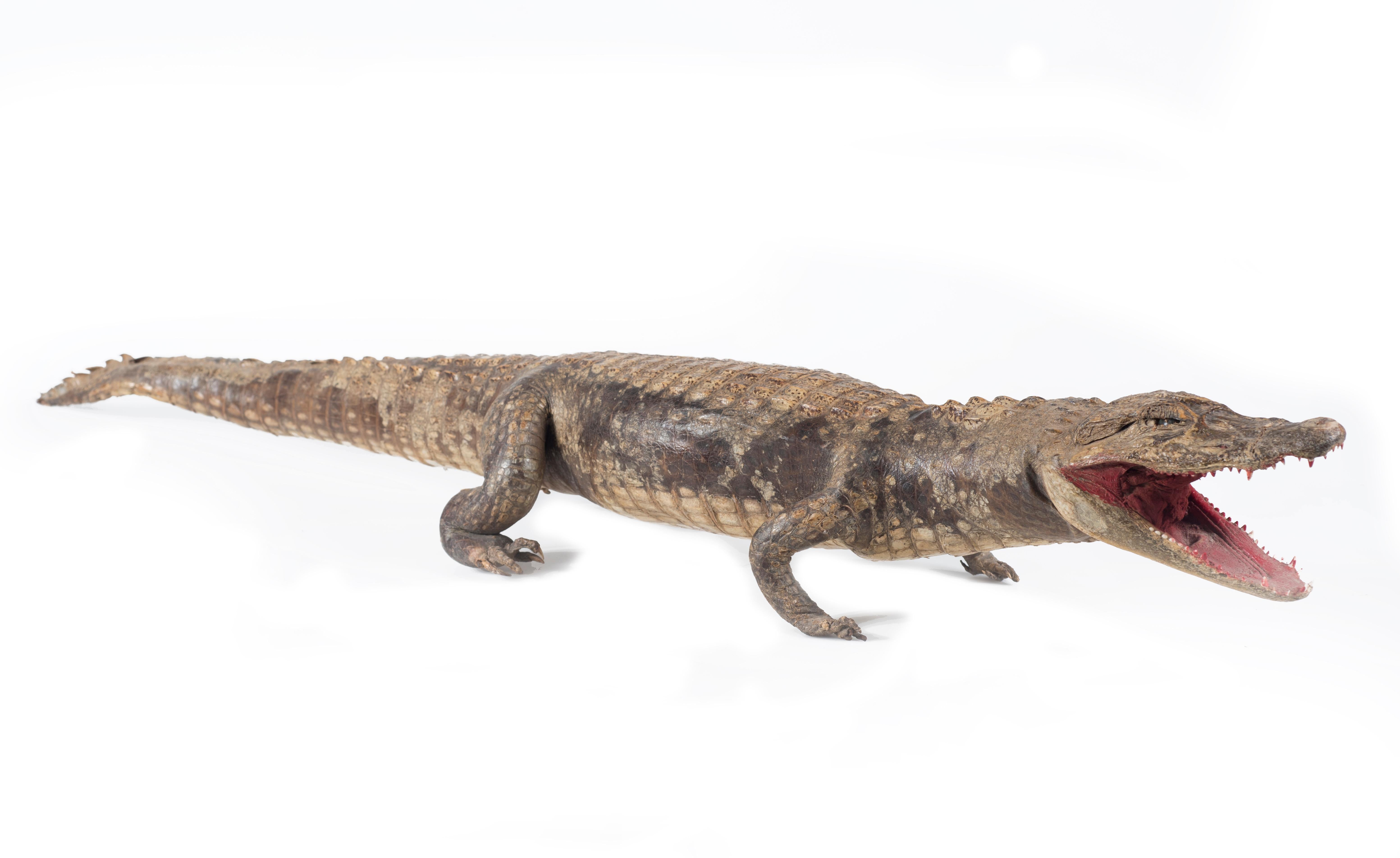 Three Vintage Embalmed Crocodiles, First Half of the 20th Century In Good Condition For Sale In Roma, IT