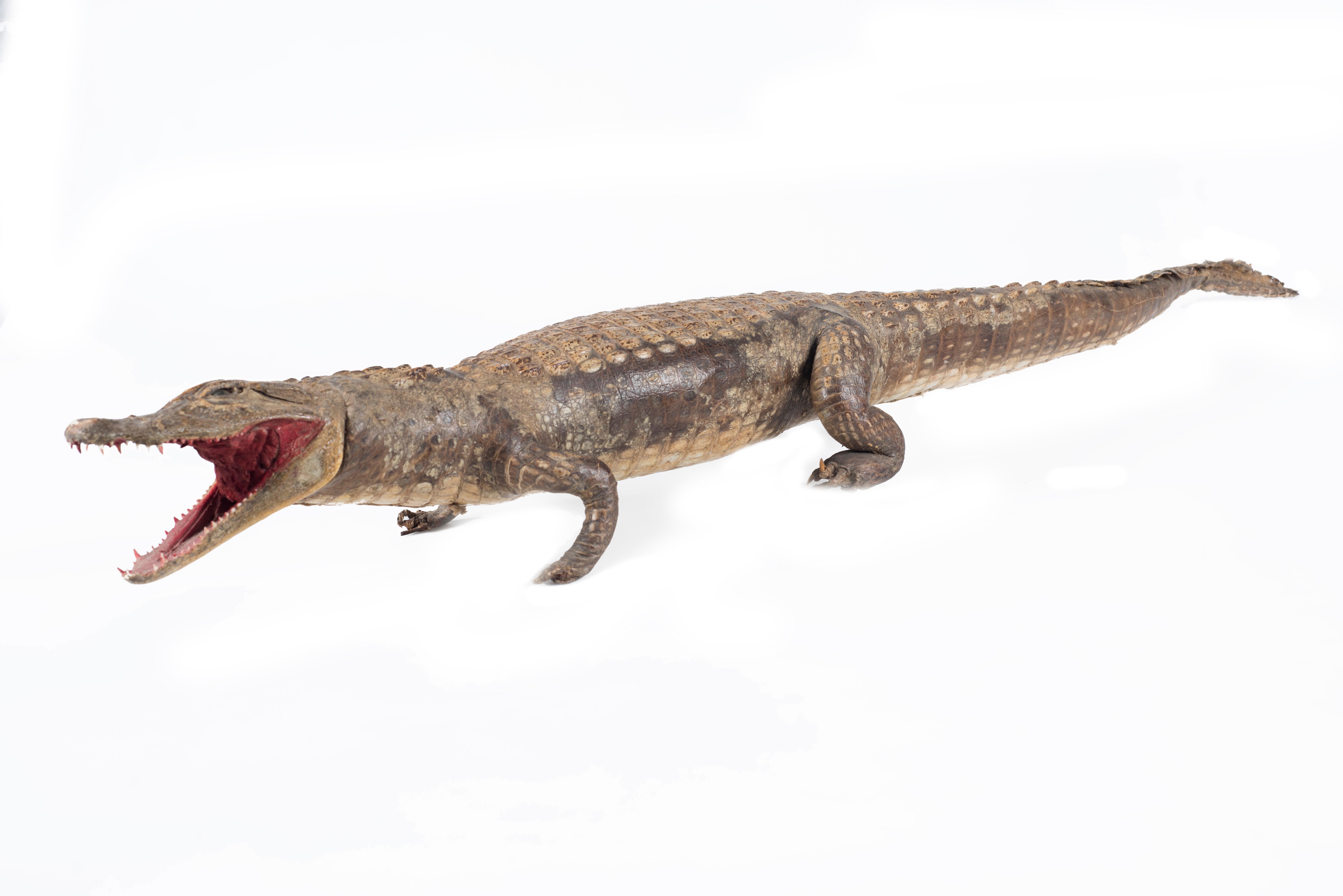 Alligator Three Vintage Embalmed Crocodiles, First Half of the 20th Century For Sale