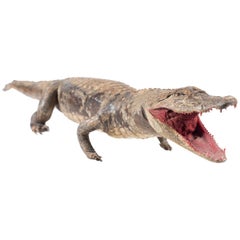 Three Antique Embalmed Crocodiles, First Half of the 20th Century