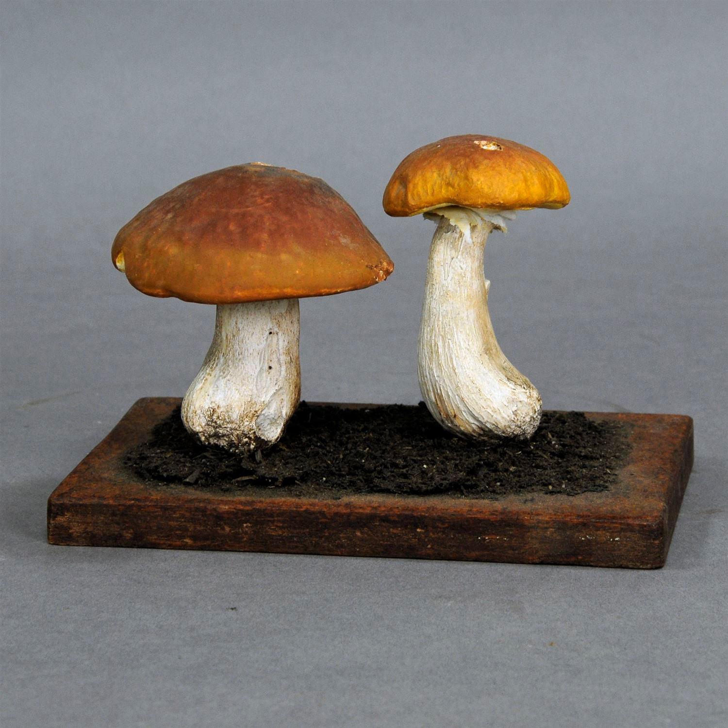 Three different mushroom school teching models or scientific specimen (porcini, birch polete, scarletina bolete). Used as teaching material in German schools, circa 1950. Wood and papier marchè.

Measures: Length 7.87