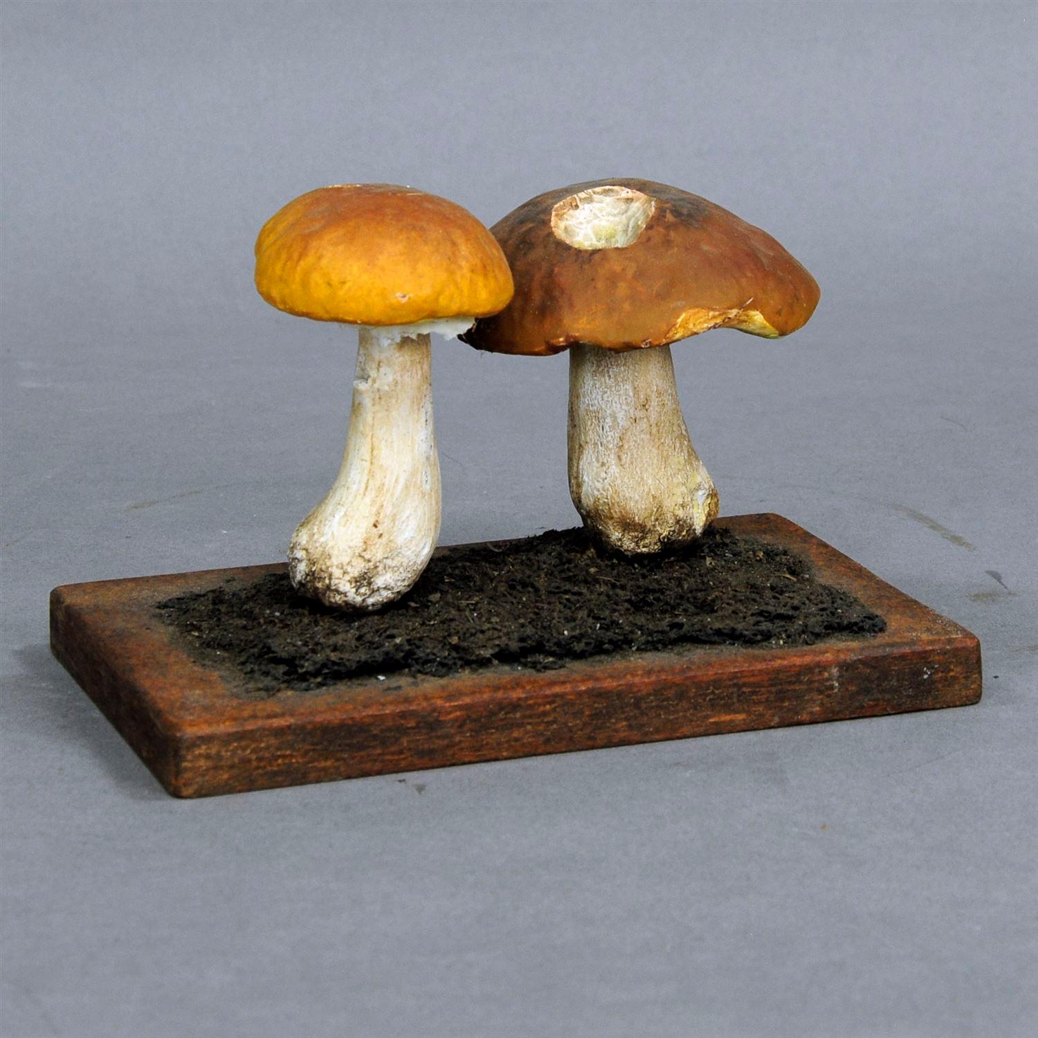 mushroom specimen