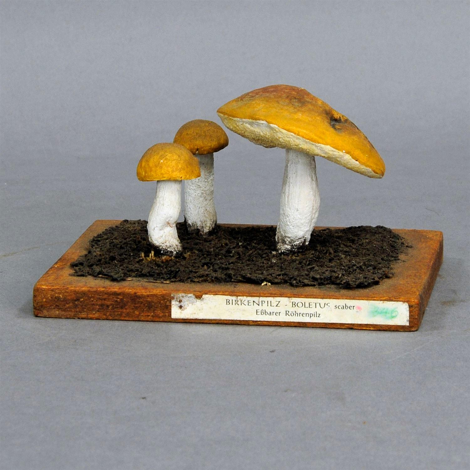 German Three Vintage Mushrooms School Model Scientific Specimen