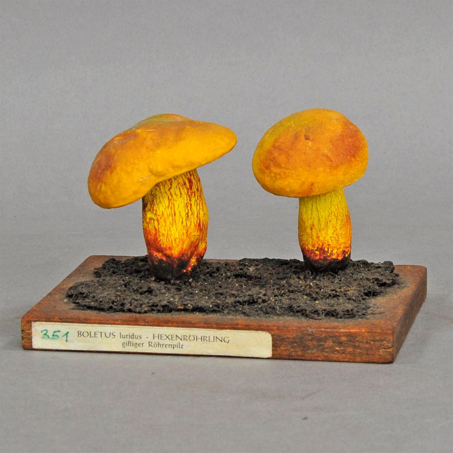 20th Century Three Vintage Mushrooms School Model Scientific Specimen