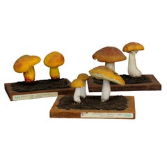 Three Vintage Mushrooms School Model Scientific Specimen
