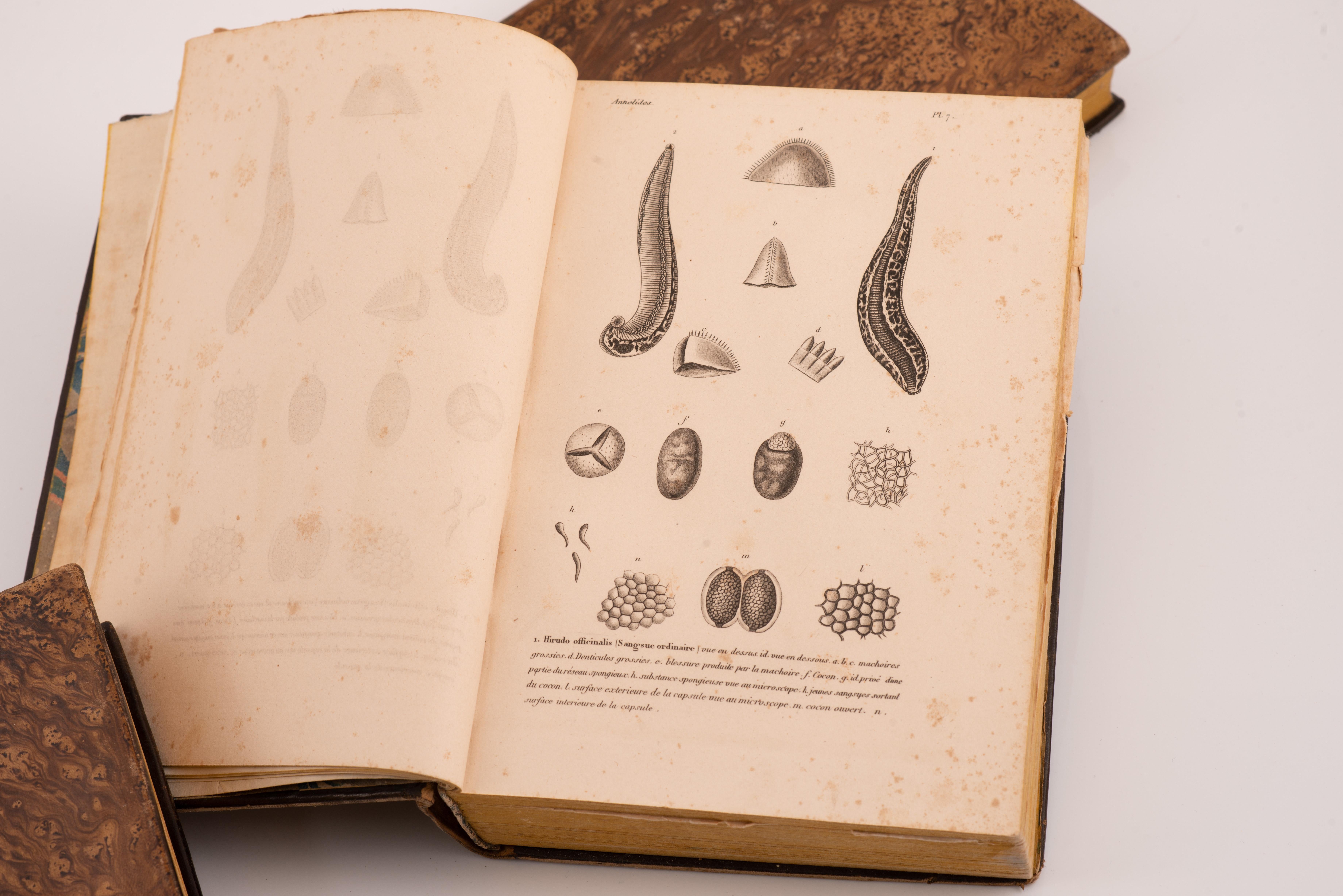 Mid-19th Century Three volumes, Dios y sus obras(…). Barcelona, J. Verdaguer, 1843 and 1841. For Sale