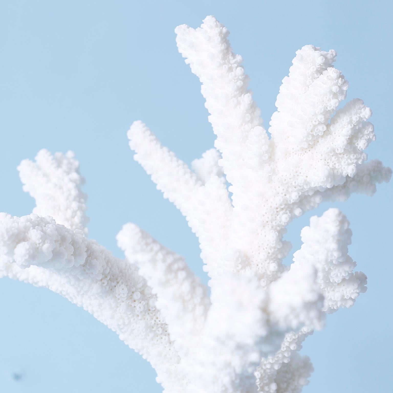 Three White Branch Coral Specimens on Lucite 5