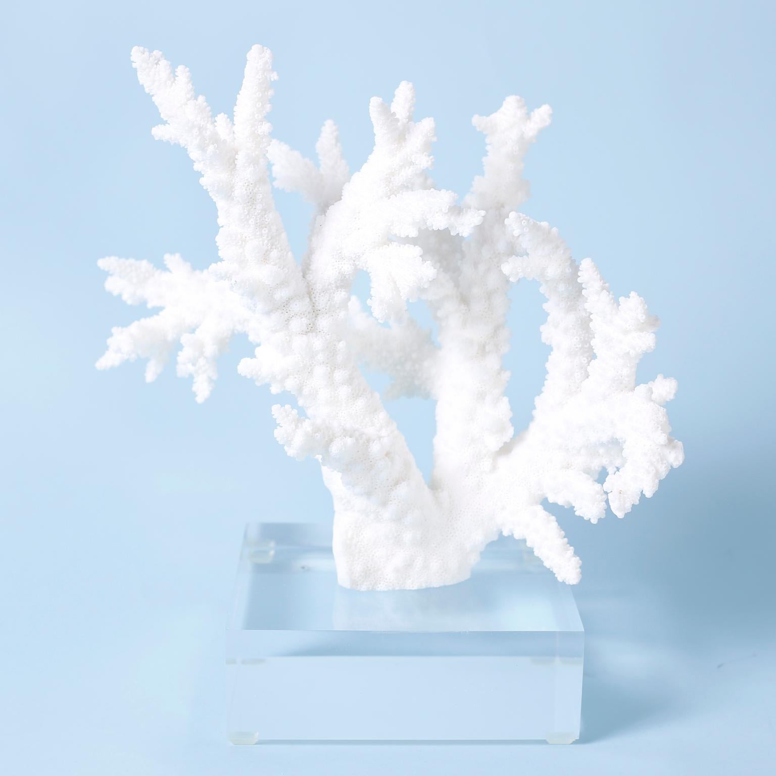 Three organic branch coral specimens each with its own bleached white color and unique sea inspired form and texture, presented on Lucite bases to enhance the sculptural elements.

Measures: Left D 90, H 11.5, W 10, D 7

Middle D 91, H 12.5, W