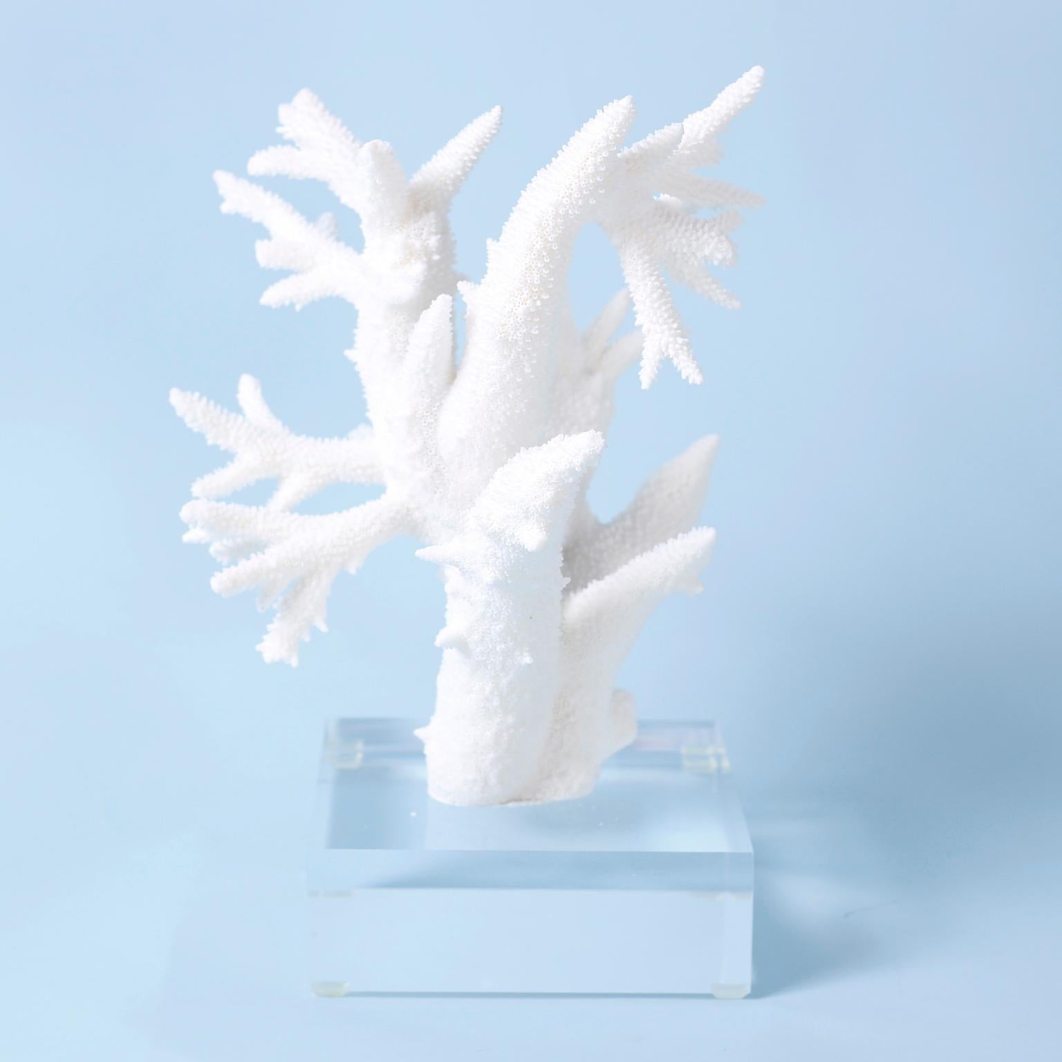 Contemporary Three White Branch Coral Specimens on Lucite